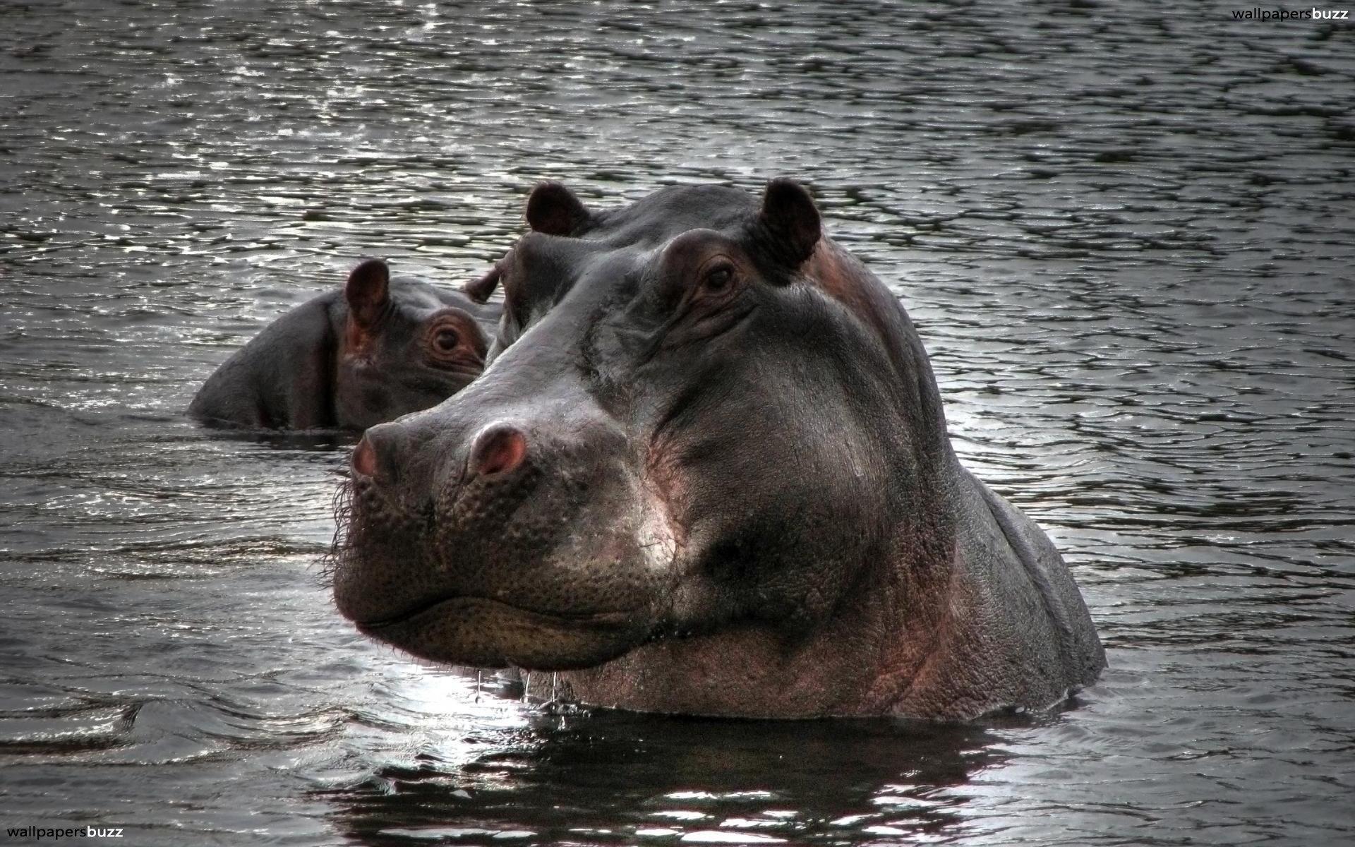 1920x1200 Stroppy hippo HD Wallpaper