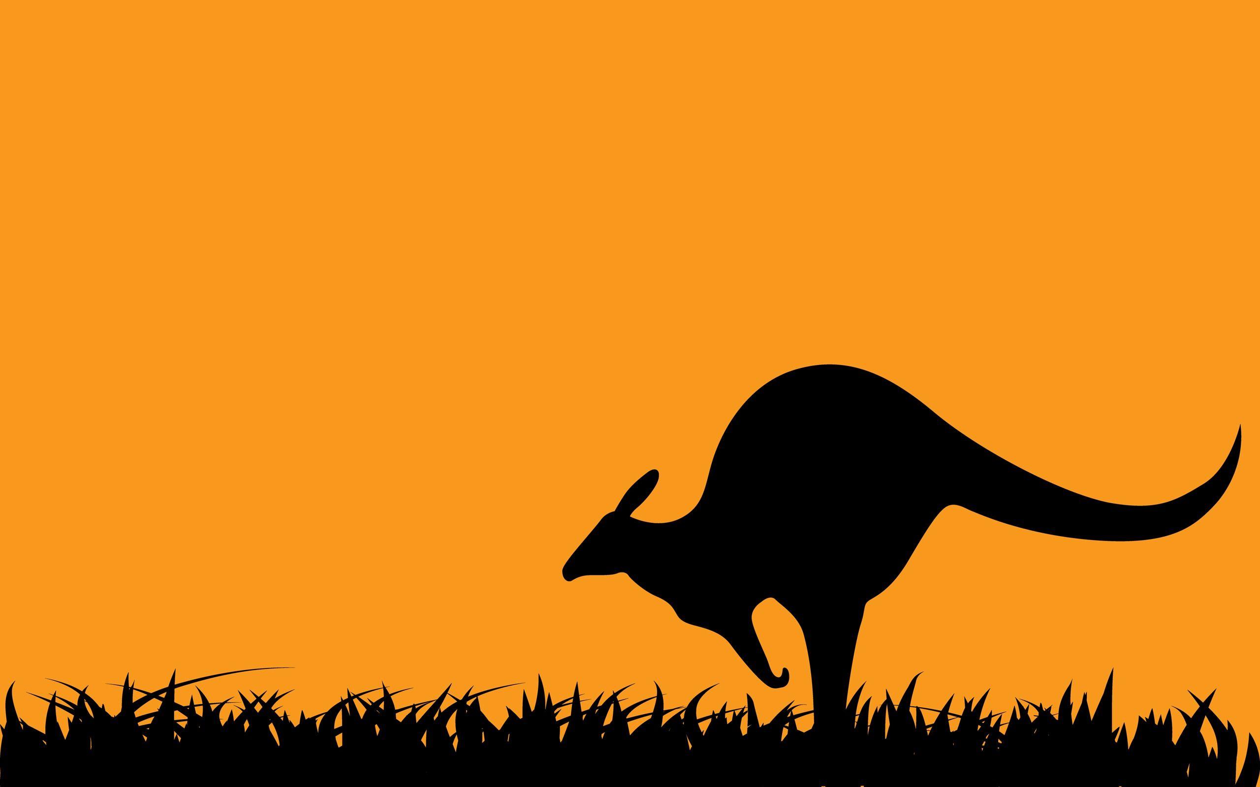 2560x1600 Kangaroo Wallpaper