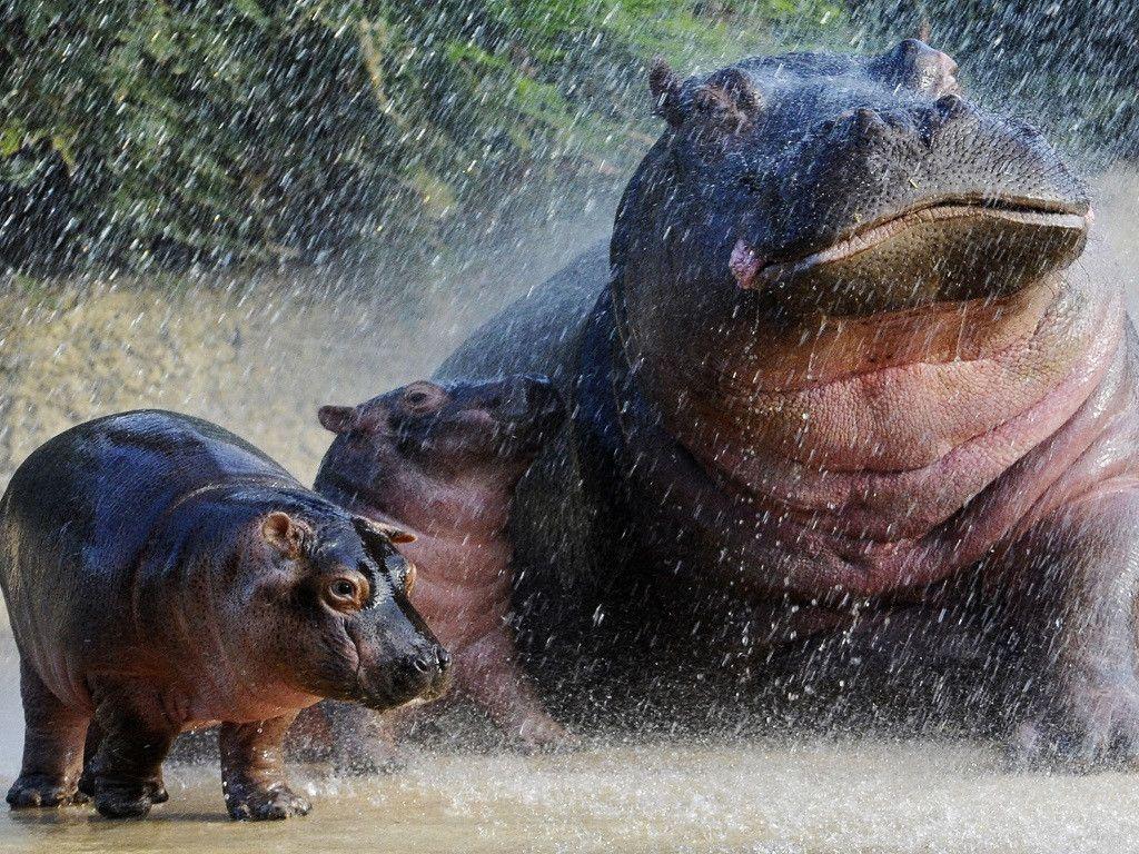1024x768 My Free Wallpaper Wallpaper : Hippos. Baby hippo, Hippopotamus, Hippo