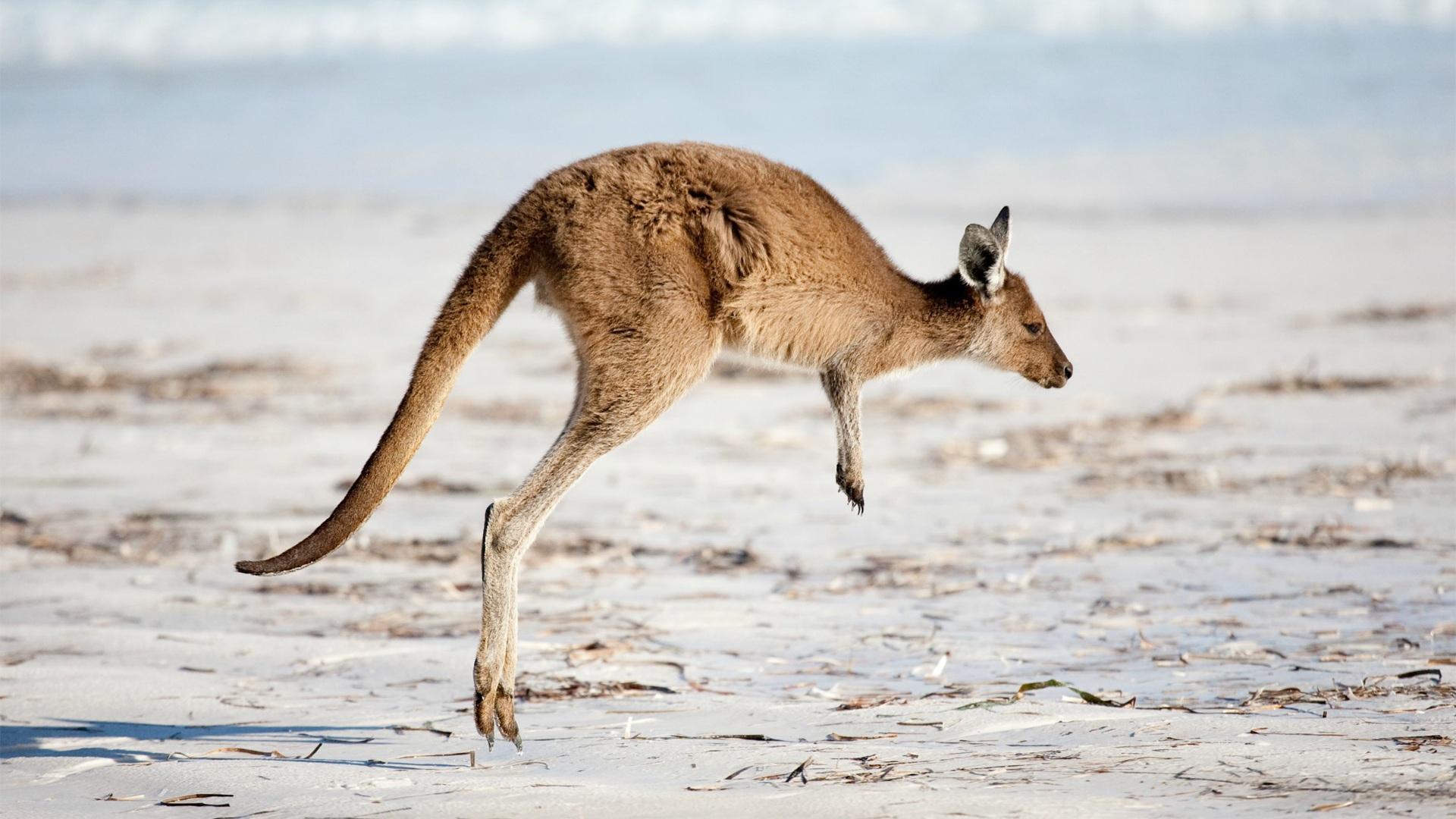1920x1080 Kangaroo Wallpaper HQ