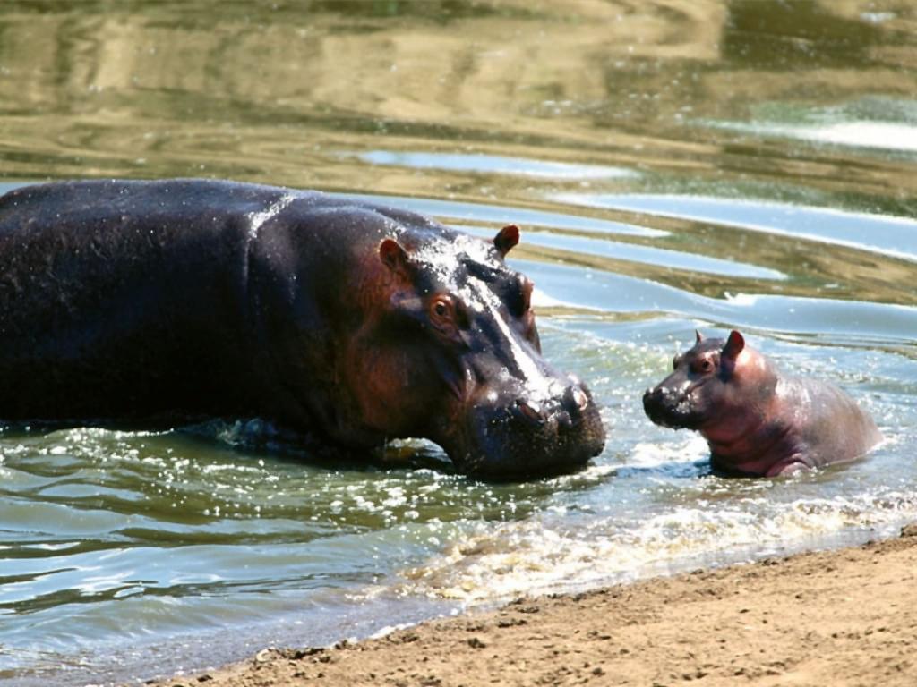 1024x768 Hippopotamus Wallpaper Cute and Docile