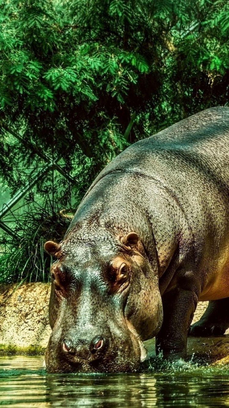 750x1334 Hippo Wallpaper