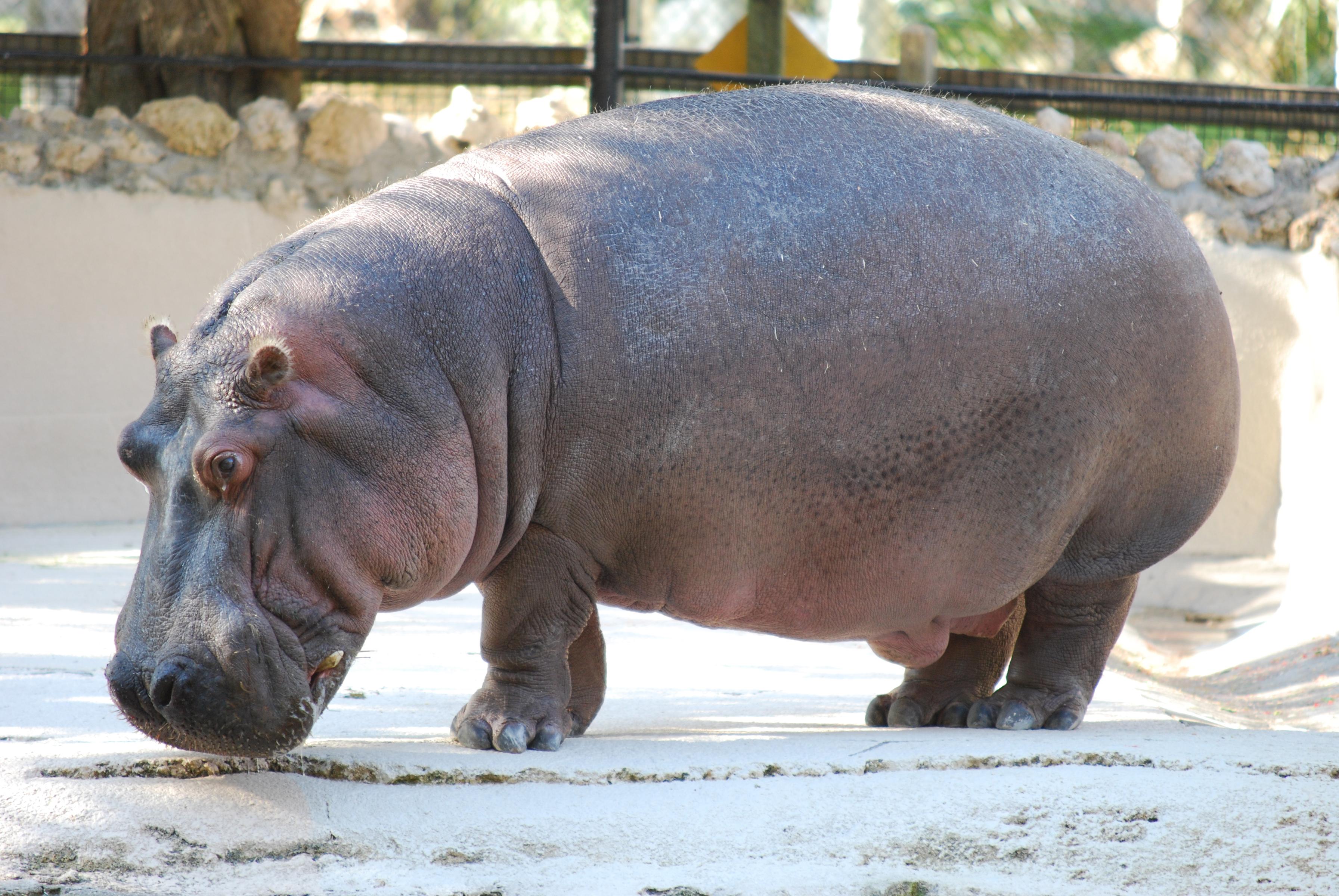 3585x2400 hippopotamus, wallpaper HD mobile, hippo, best, windows, mobile