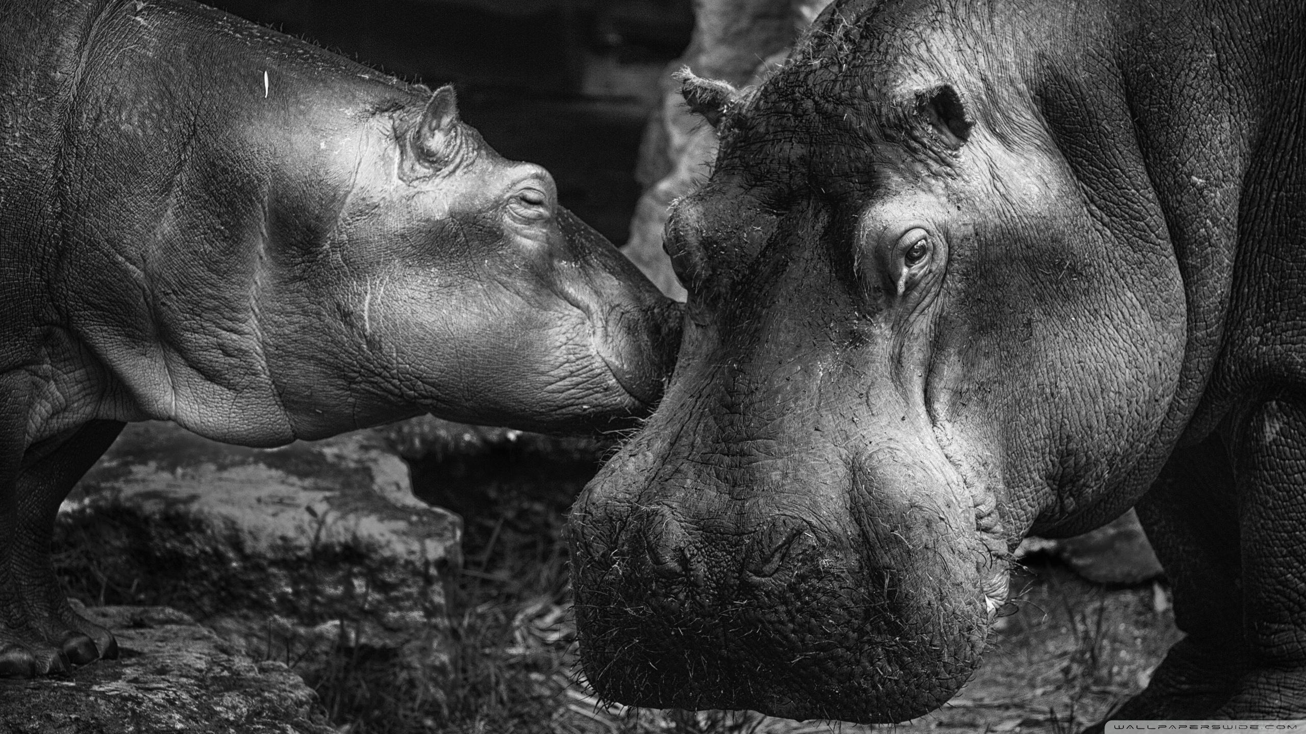 2560x1440 Hippopotamus ❤ 4K HD Desktop Wallpaper for 4K Ultra HD TV • Wide