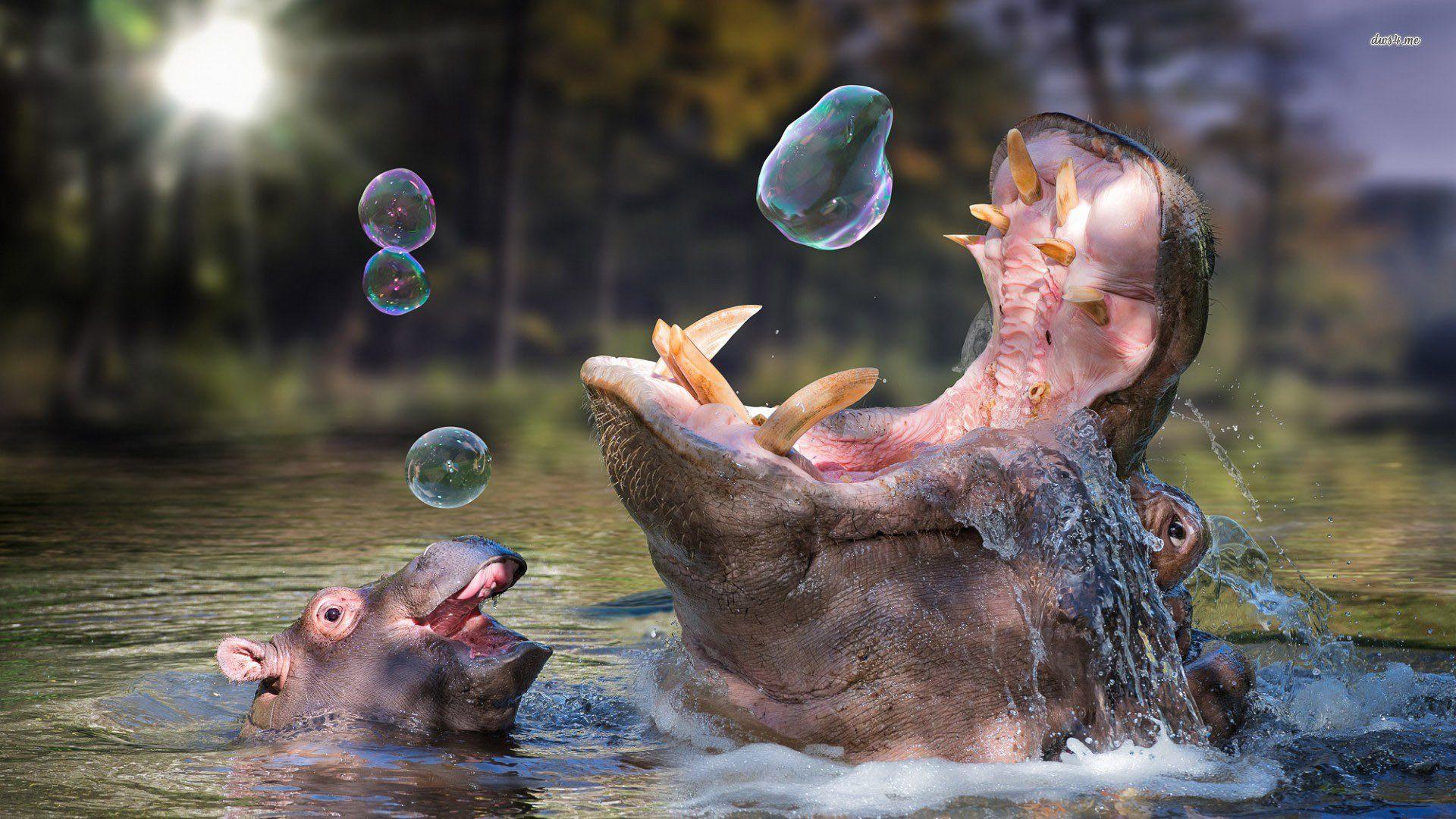 1920x1080 Hippopotamus Wallpaper 1920x1080 px, A81938