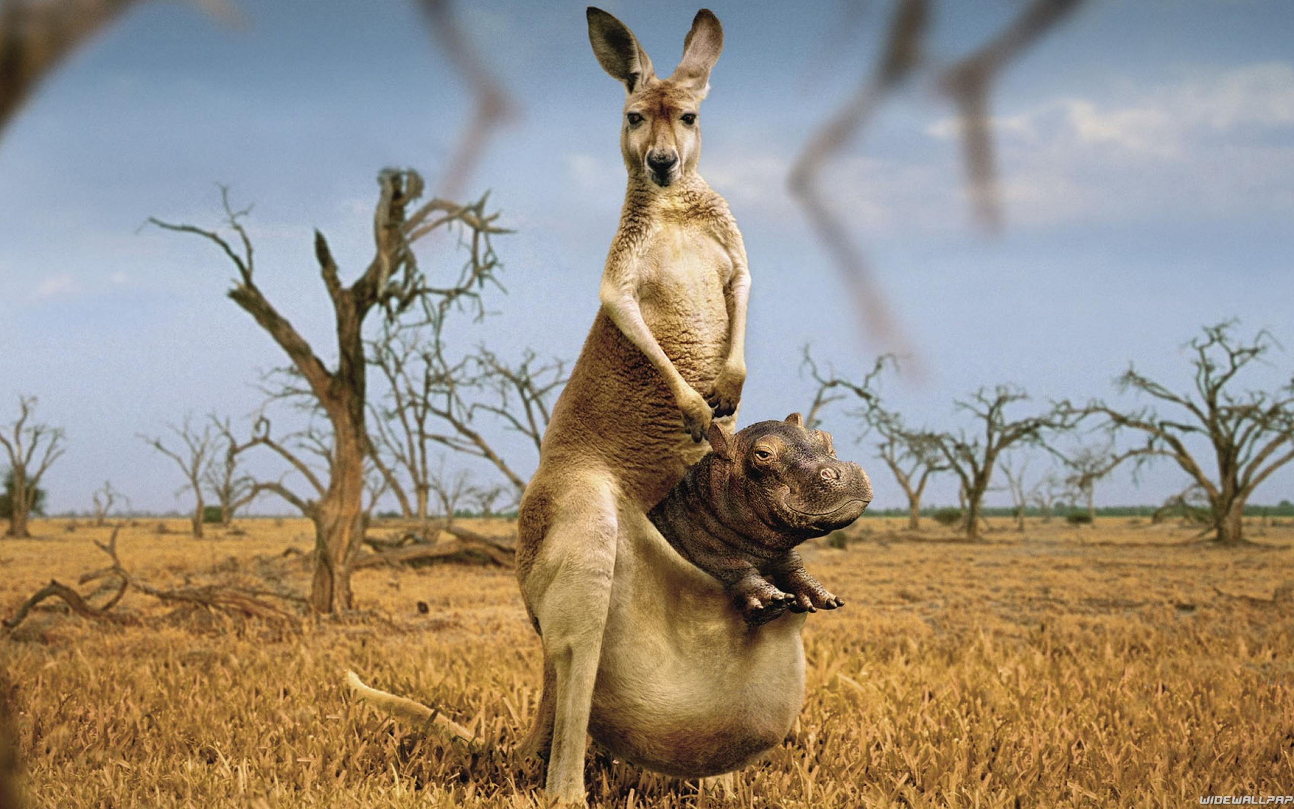 Kangaroo Wallpapers - Top Free Kangaroo Backgrounds - WallpaperAccess