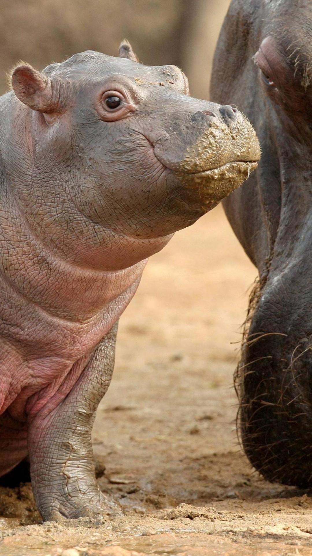 1080x1920 Baby Hippo IPhone 5 Wallpaperx1920 (649.08 KB)