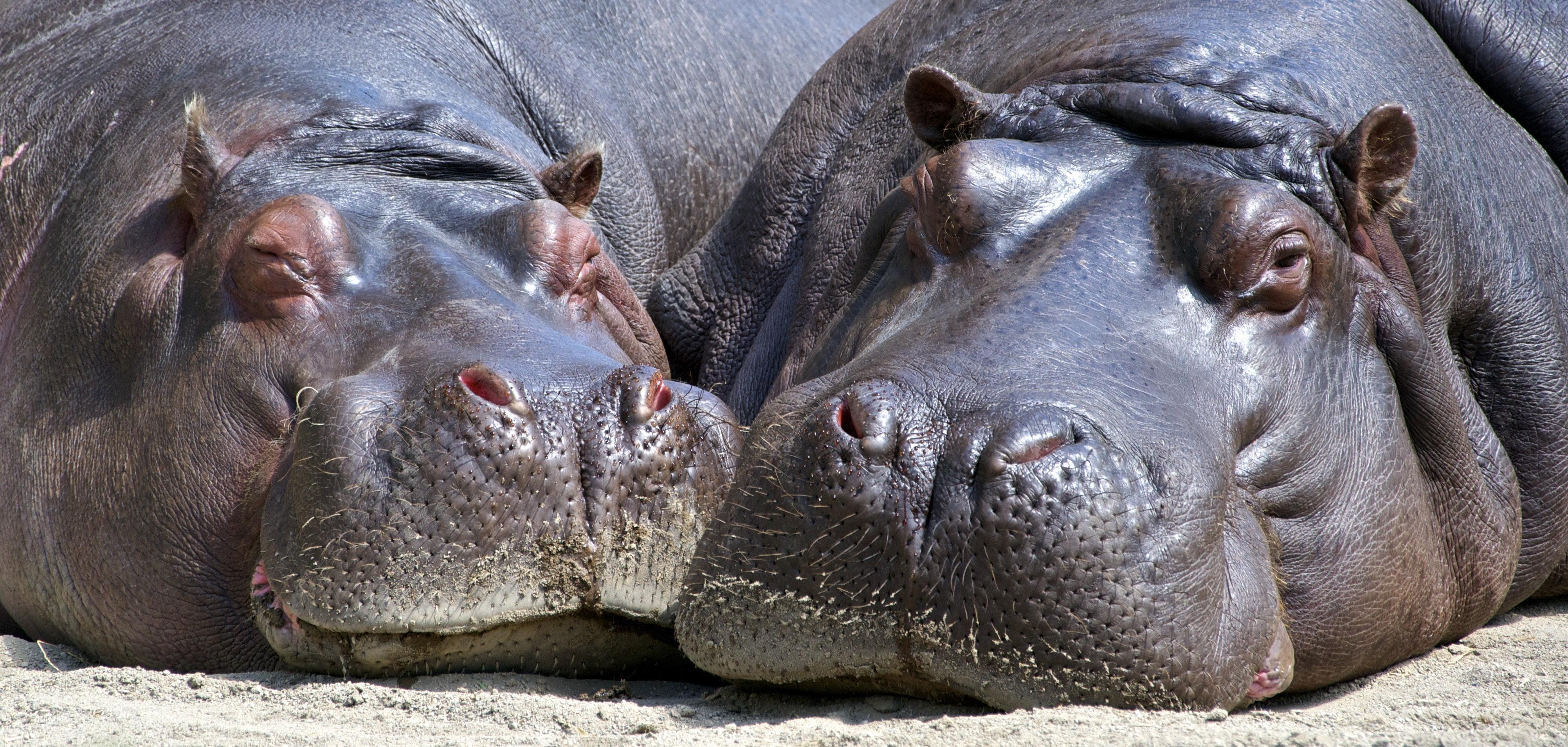 4006x1910 Amazing Hippopotamus Photo