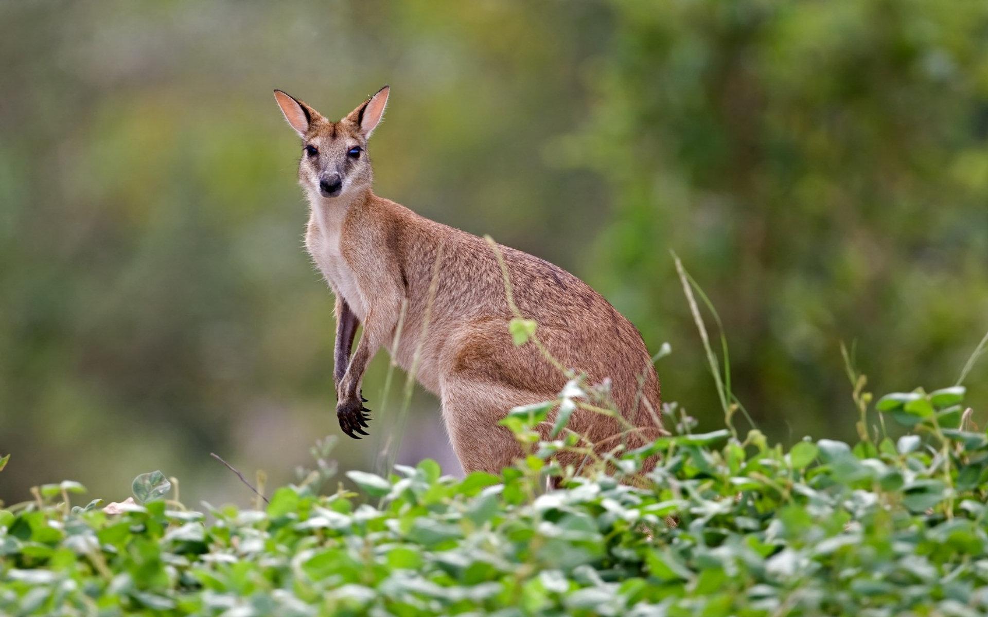 Kangaroo Wallpapers - Top Free Kangaroo Backgrounds - WallpaperAccess