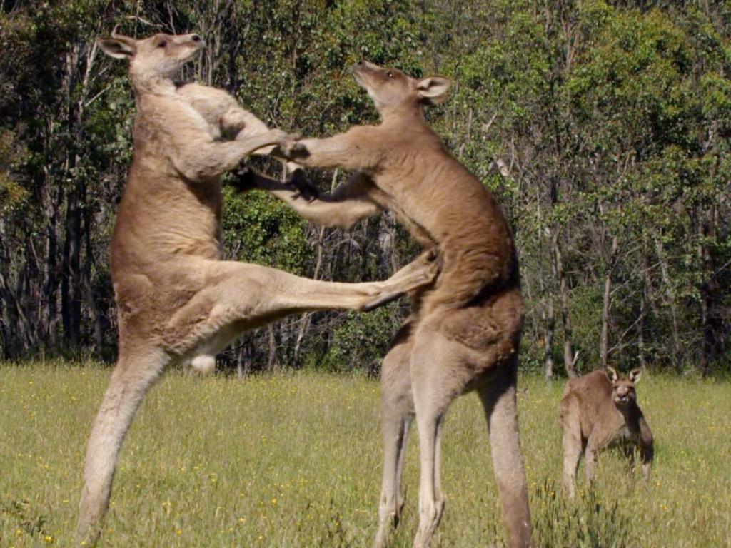 1024x768 Kangaroo Wallpaper 14 X 1080