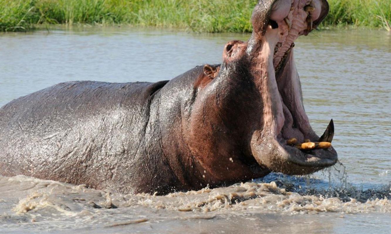 1333x800 Hippopotamus wallpaper for Android