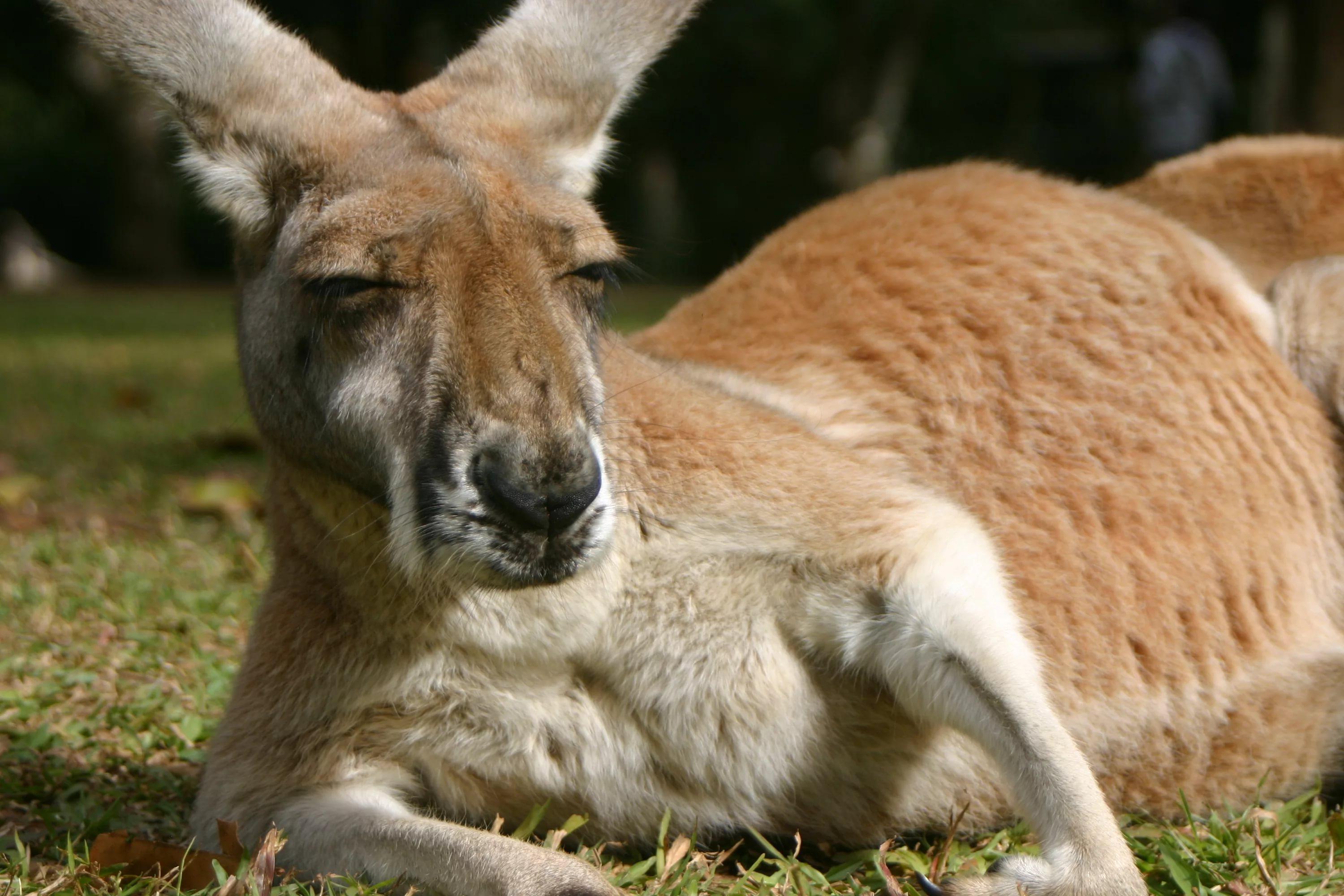 3000x2000 Kangaroo HD Wallpaper free
