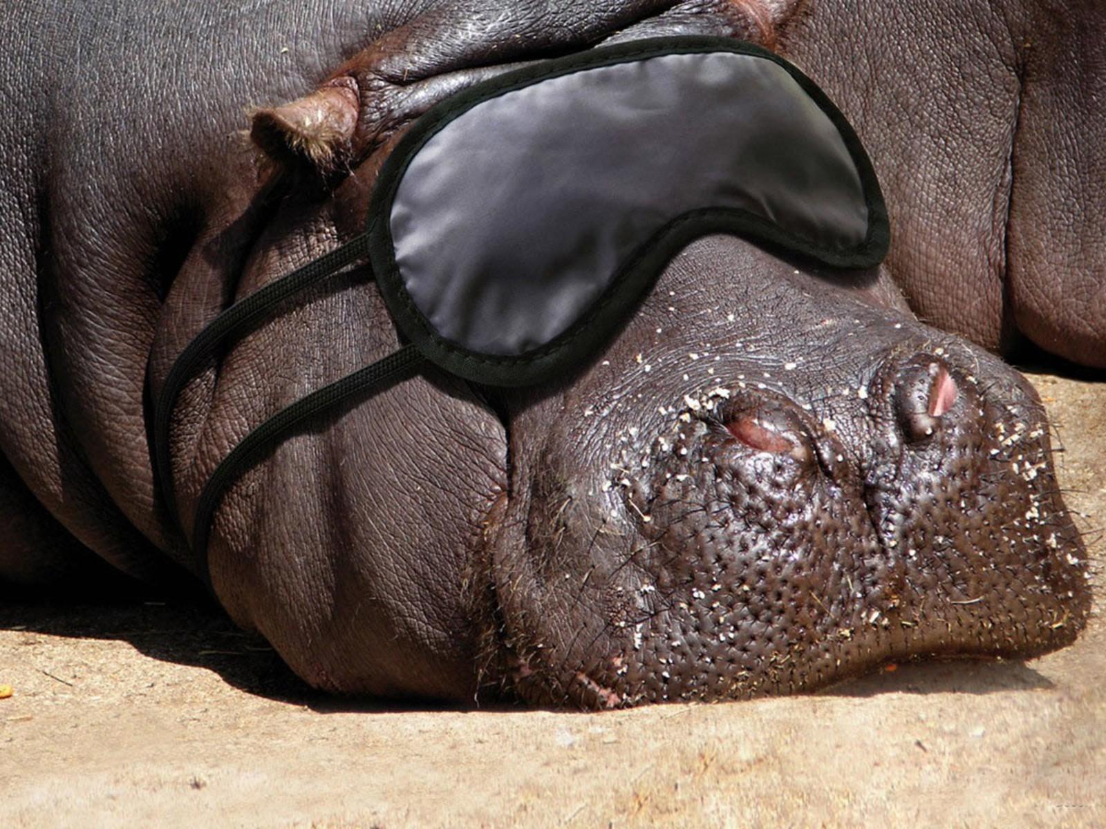 1600x1200 Animals hippopotamus wallpaper. PC