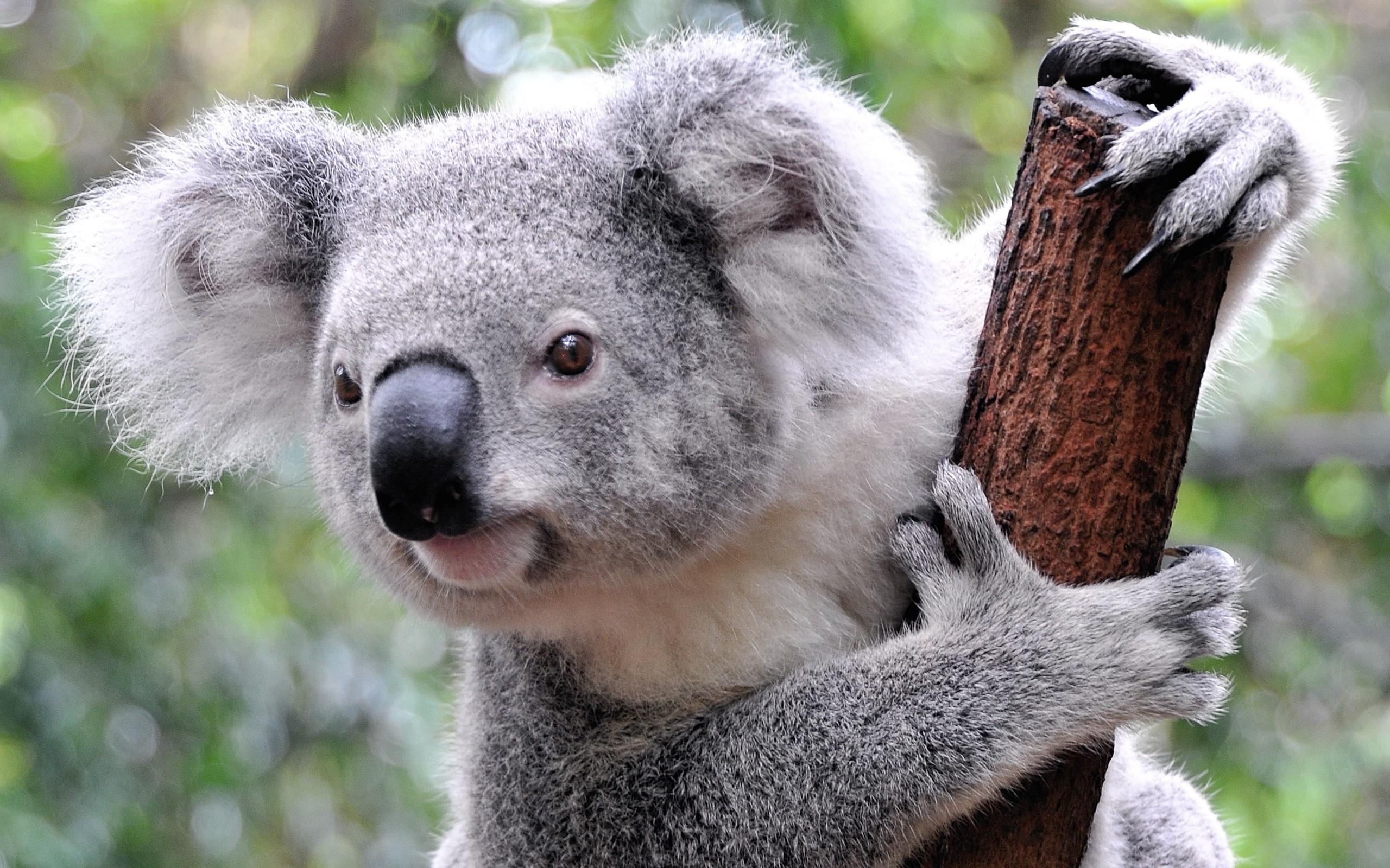 HD wallpaper koala bear animal mammal cute nature wildlife  eucalyptus  Wallpaper Flare
