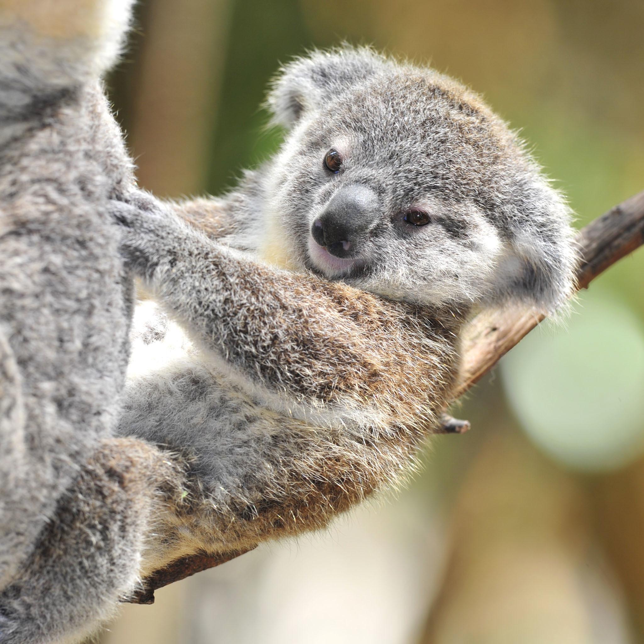 Really Cute Baby Koalas