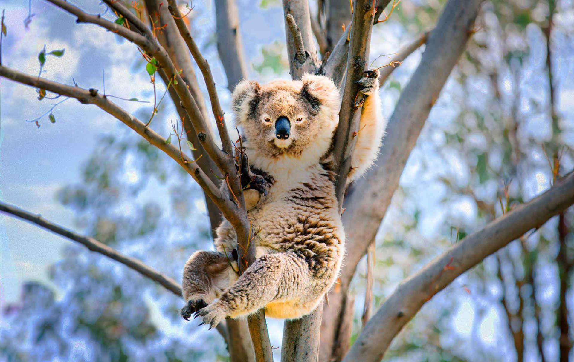 Download Koala wallpapers for mobile phone free Koala HD pictures