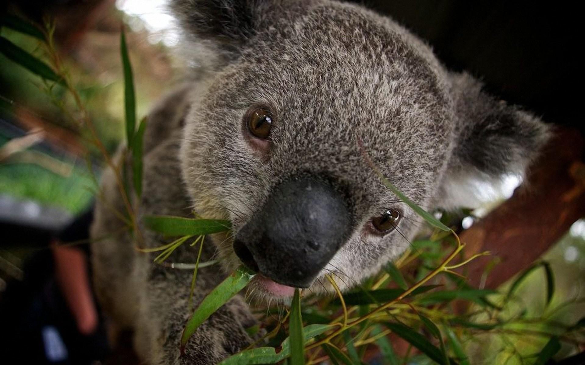 Koala Photos Download The BEST Free Koala Stock Photos  HD Images