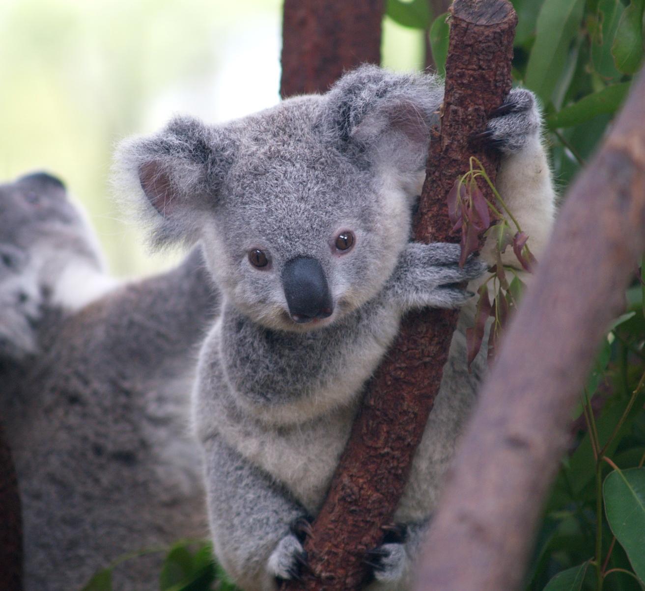 Wallpaper Koala Bear on Brown Tree Branch During Daytime Background   Download Free Image