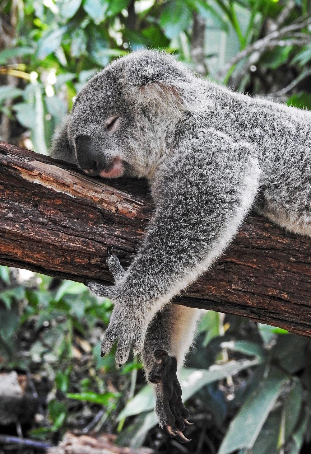 1000x1459 Koala Picture. Download Free Image