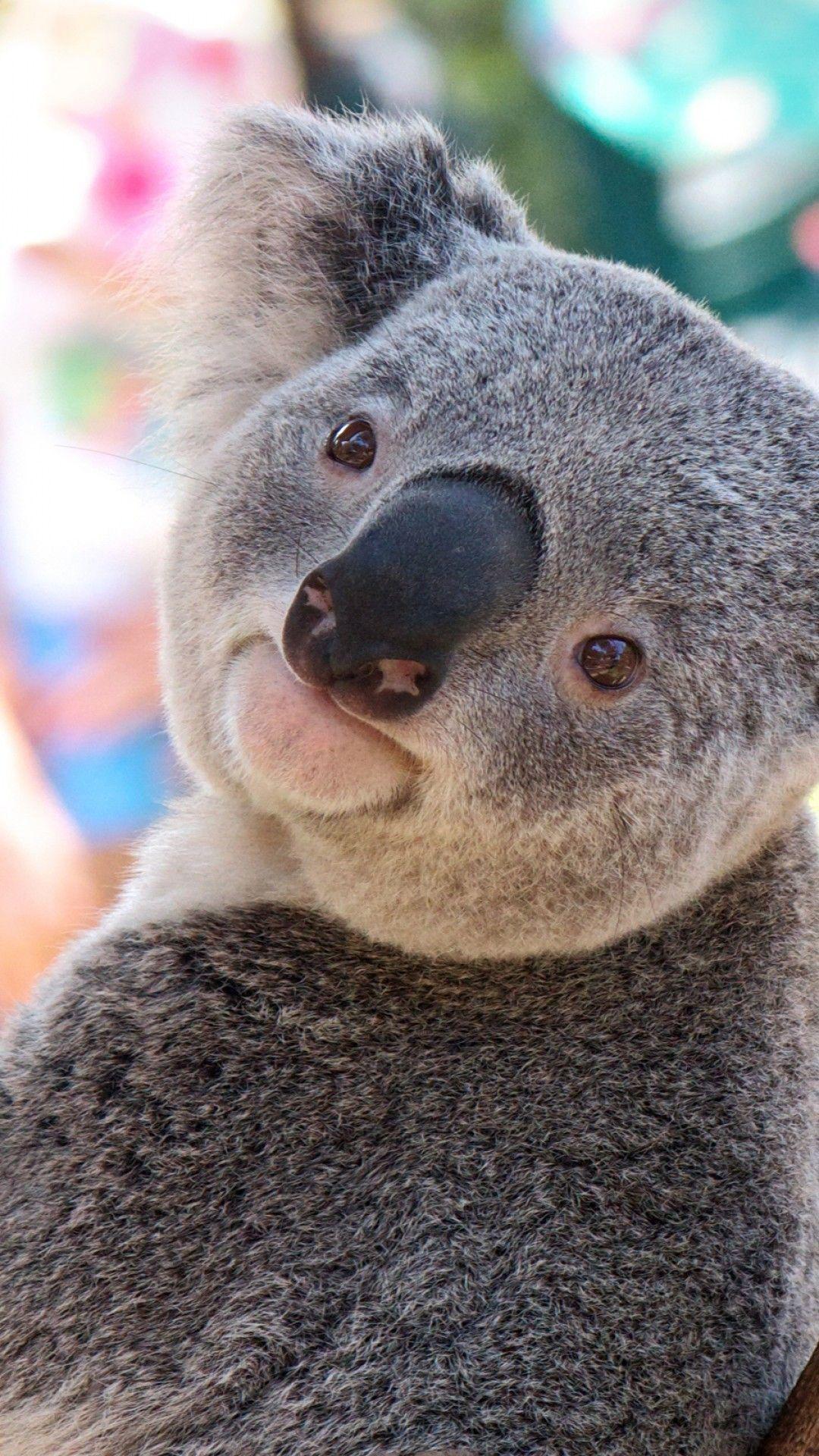 Koala Wallpapers - Top Free Koala Backgrounds - WallpaperAccess