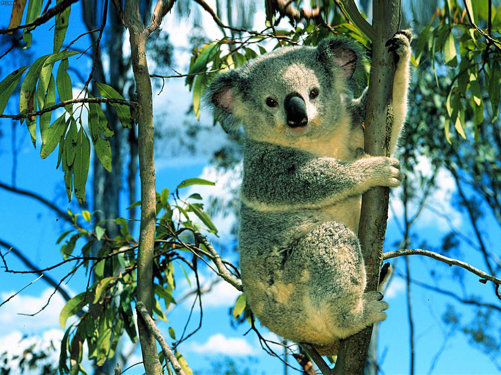 1600x1200 Cool HD Animal Koala Wallpaper. Download cool HD wallpaper here