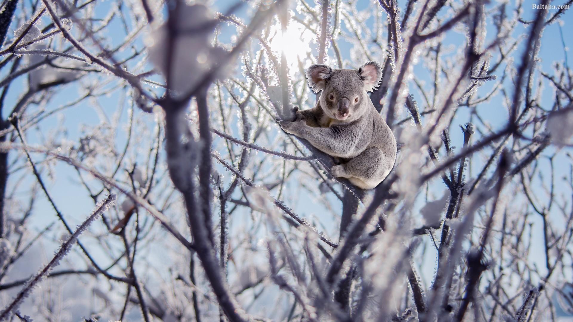 1920x1080 Koala Wallpaper HD Background, Image, Pics, Photo Free Download