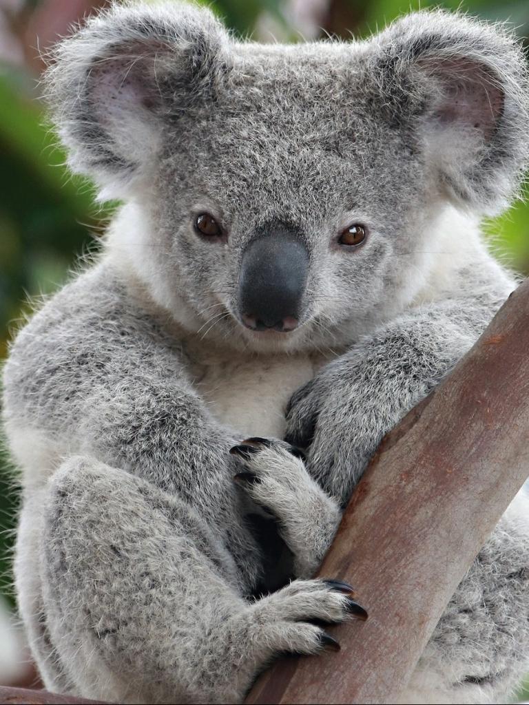 768x1024 Animal Koala (768x1024) Wallpaper
