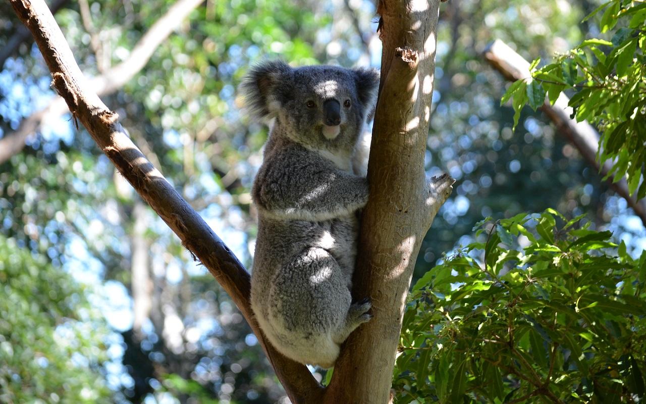 1280x800 Ultra HD Koala Wallpaper EZMLL7