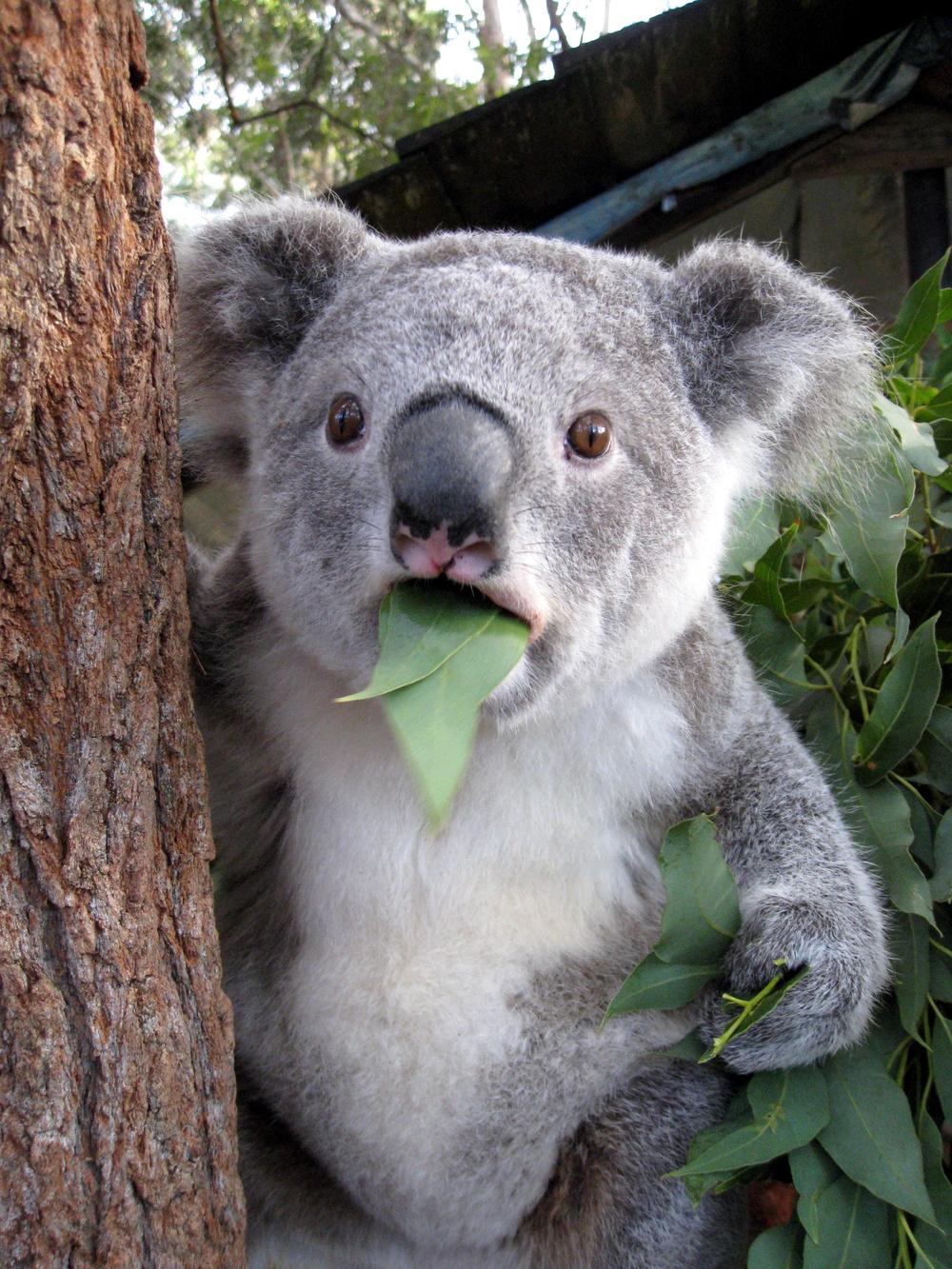 1000x1333 Search Results: 'Koala'