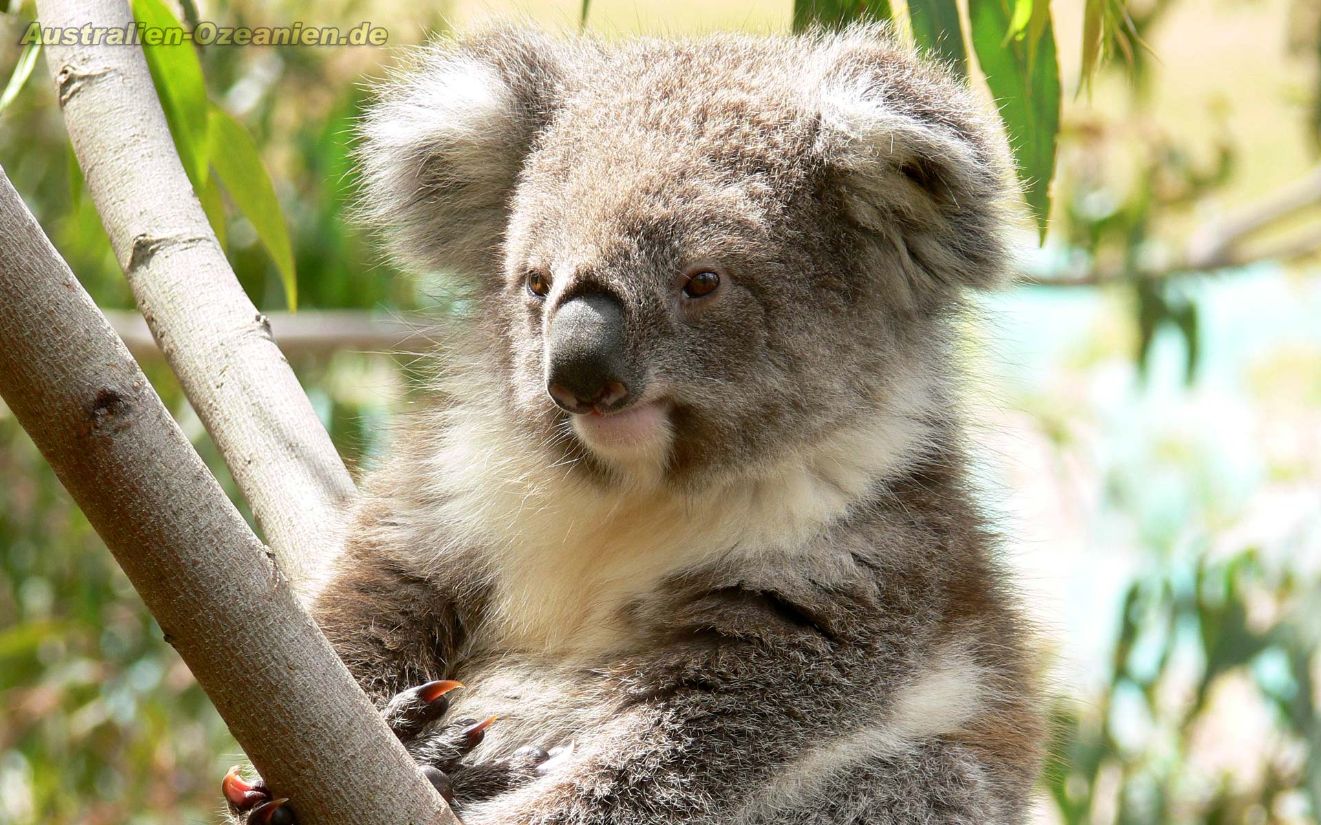 1920x1200 Koala Wallpaper 12 X 1200