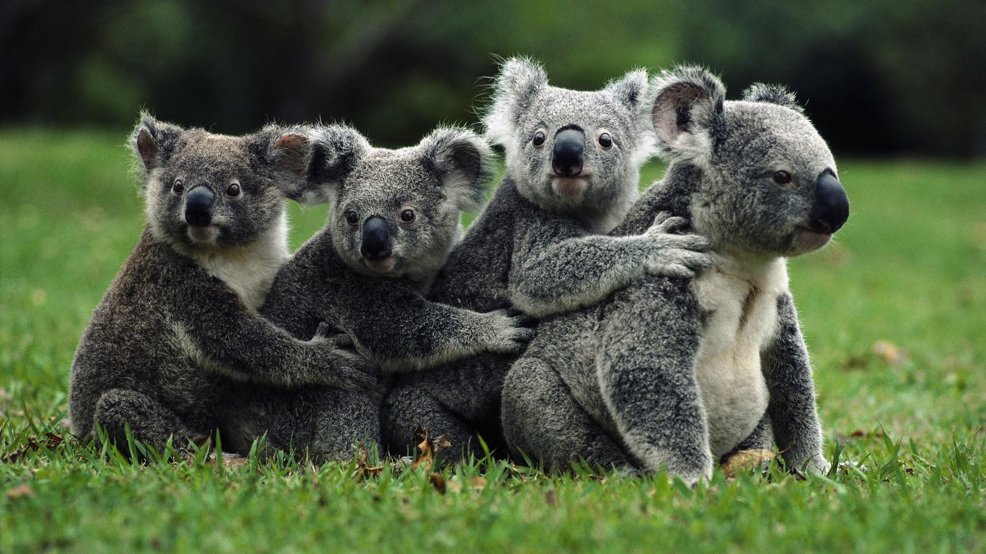 1920x1080 Koala Wallpaper, image collections of wallpaper