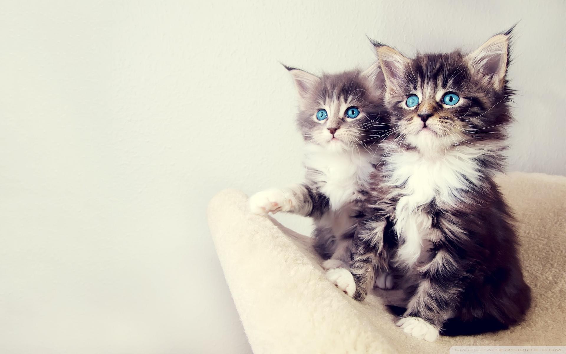 1920x1200 Cute Kittens ❤ 4K HD Desktop Wallpaper for 4K Ultra HD TV • Tablet
