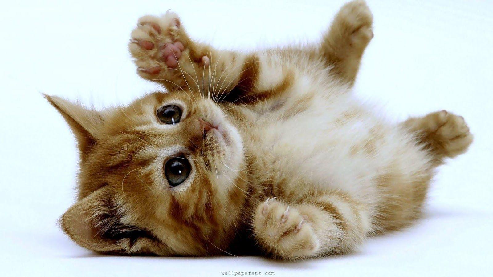 Cute Baby Kitten HD Wallpapers - Top Free Cute Baby Kitten HD ...