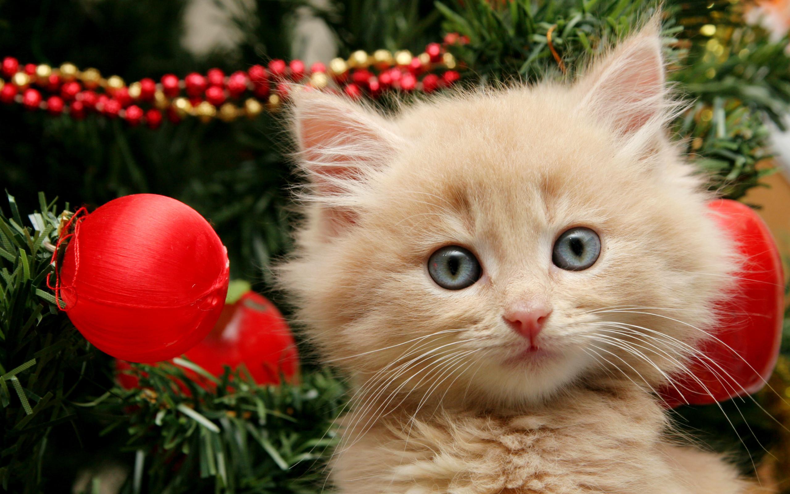 2560x1600 Christmas Kittens Wallpaper