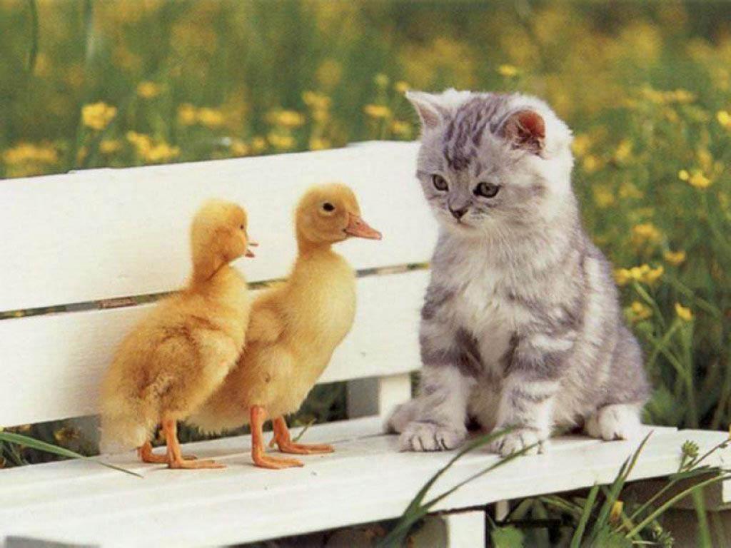 1024x768 Cute Wallpaper Kittens Wallpaper