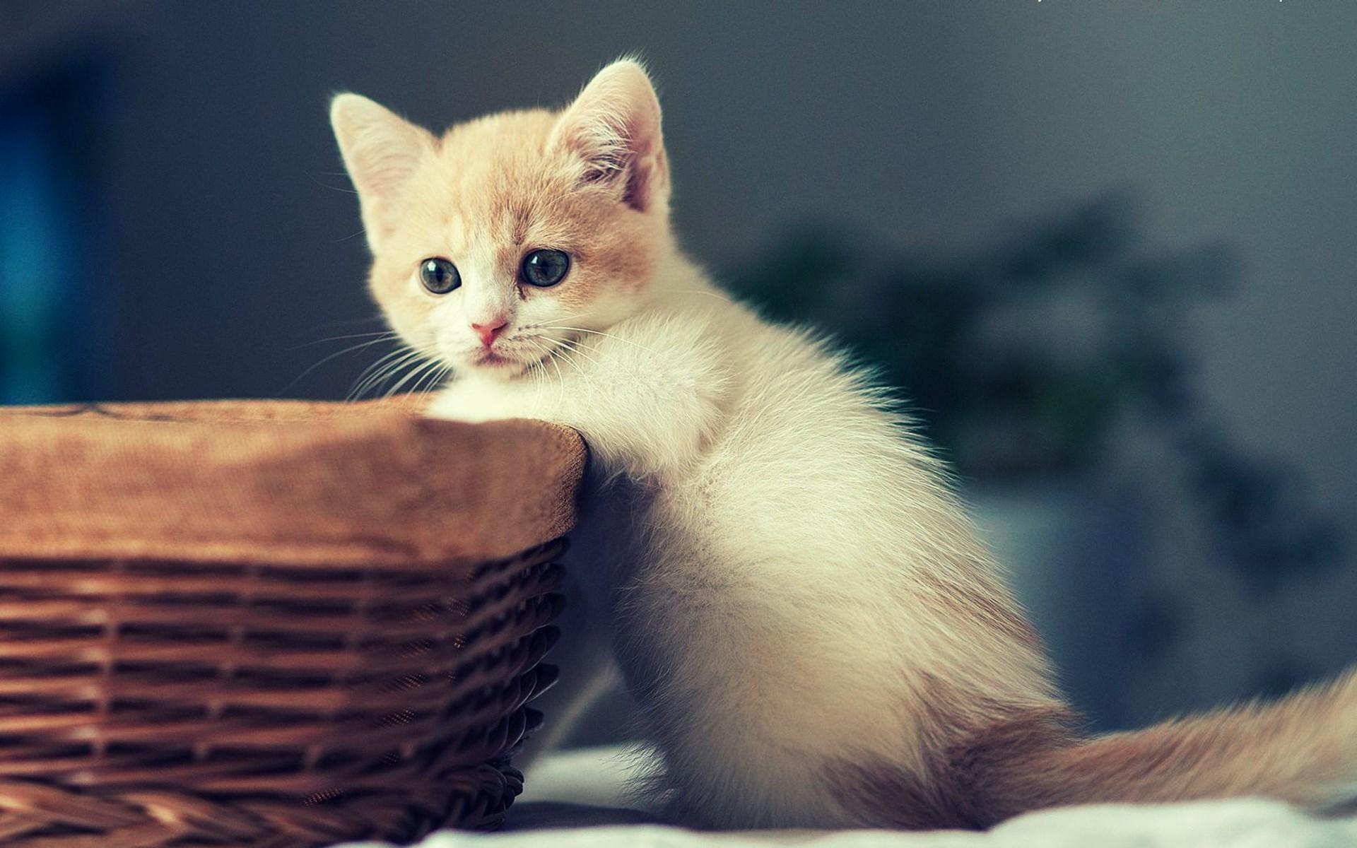 1920x1200 Cute Kittens image cute kittens HD wallpaper and background photo