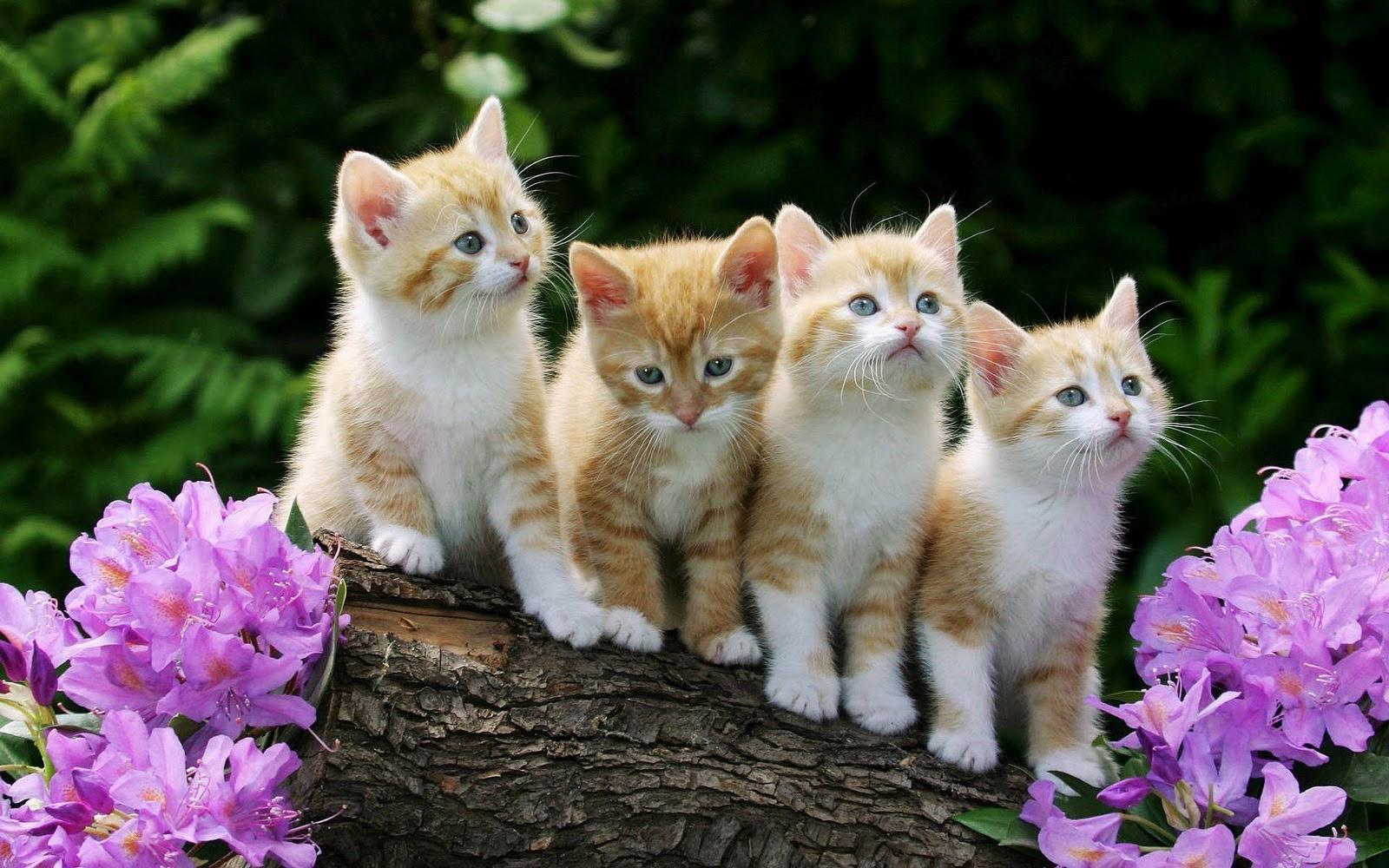 1600x1000 Kittens Wallpaper