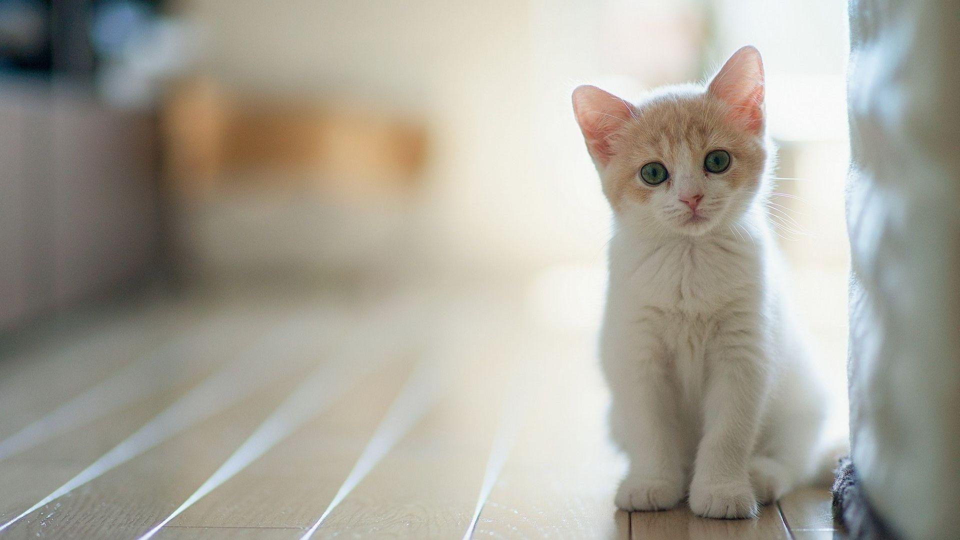 Cute Kitten Desktop Wallpapers - Top Free Cute Kitten Desktop