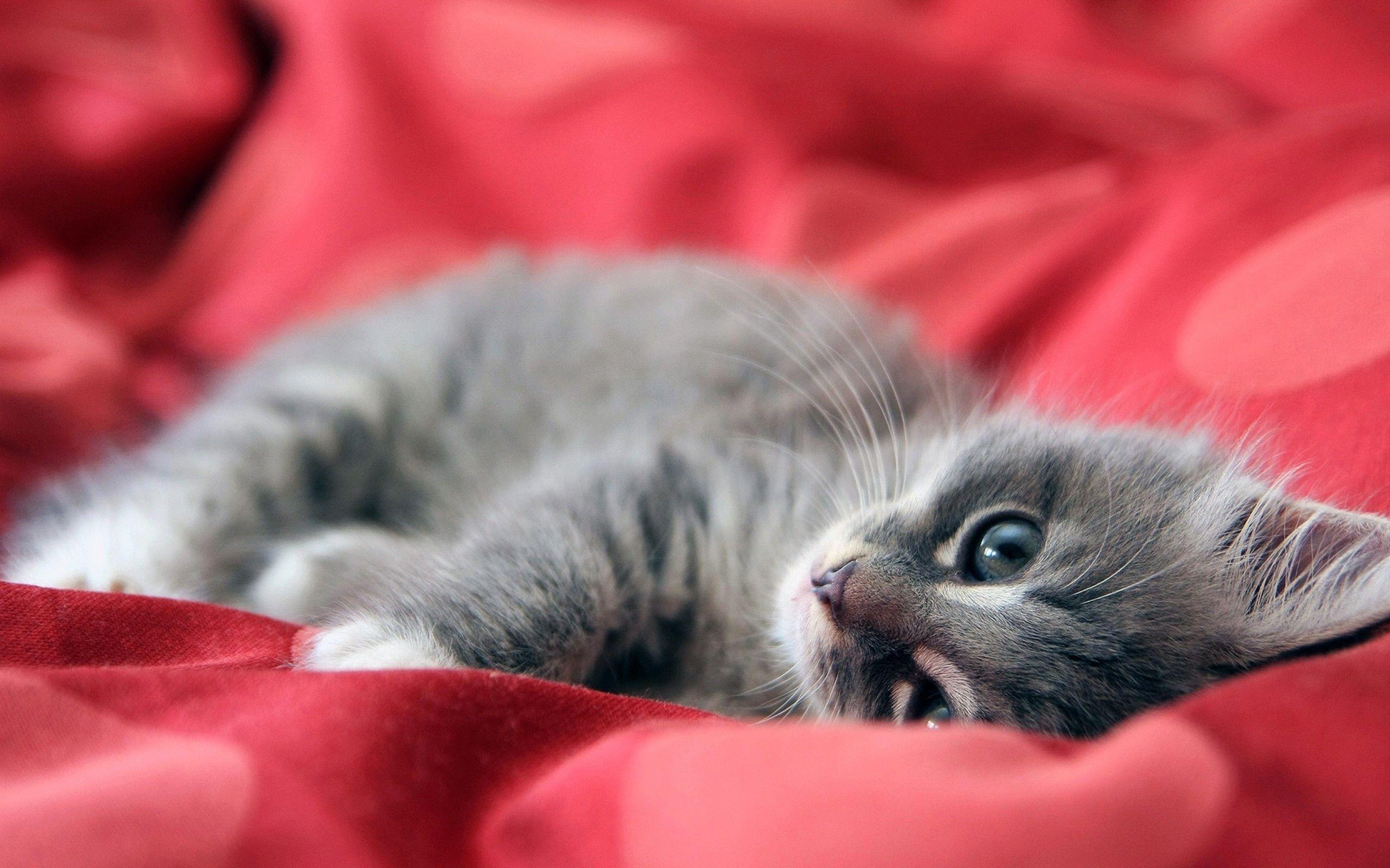 2560x1600 image For > Cute Kittens Wallpaper For Mobile. Cute stuff