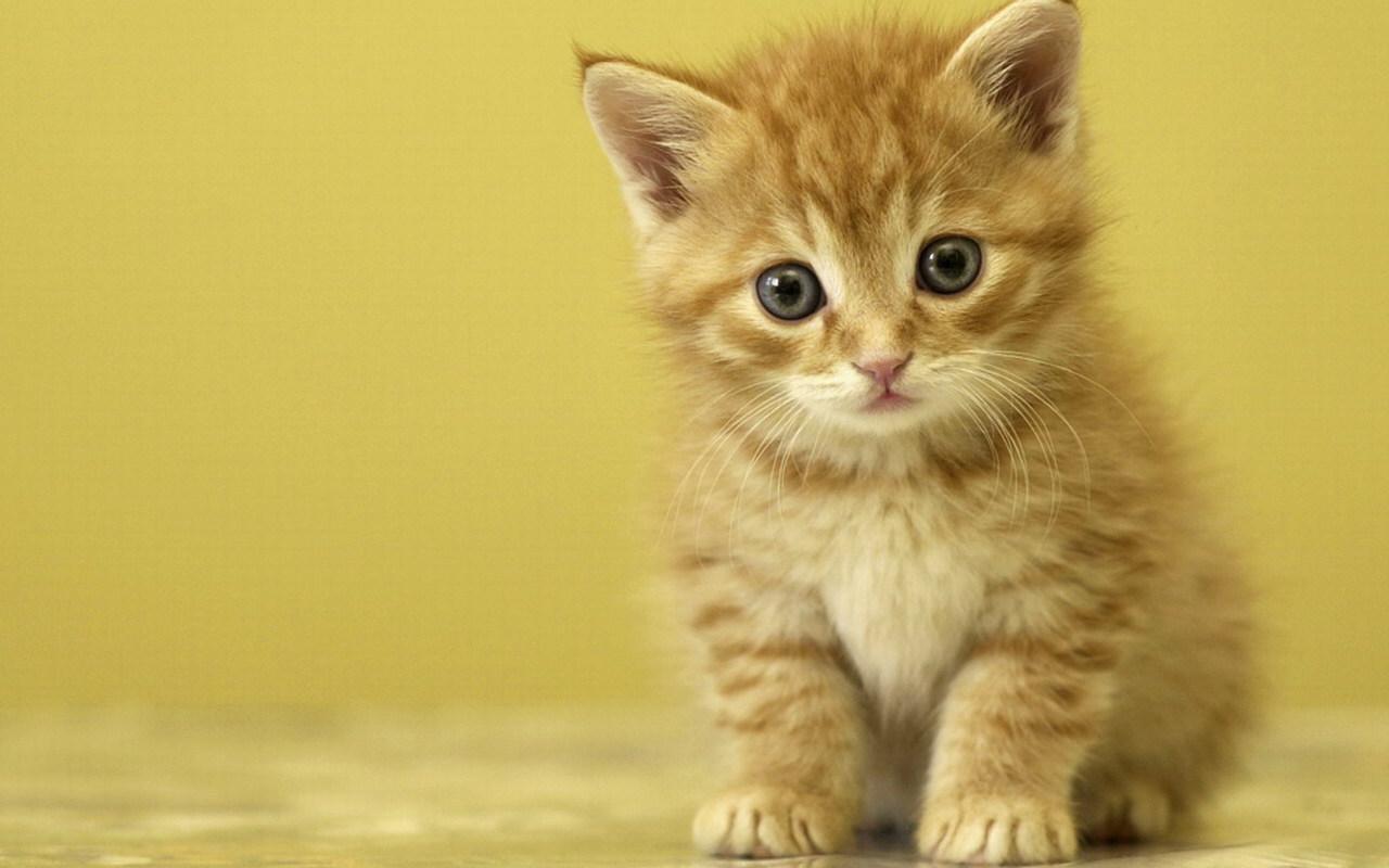 1280x800 Kittens Wallpaper