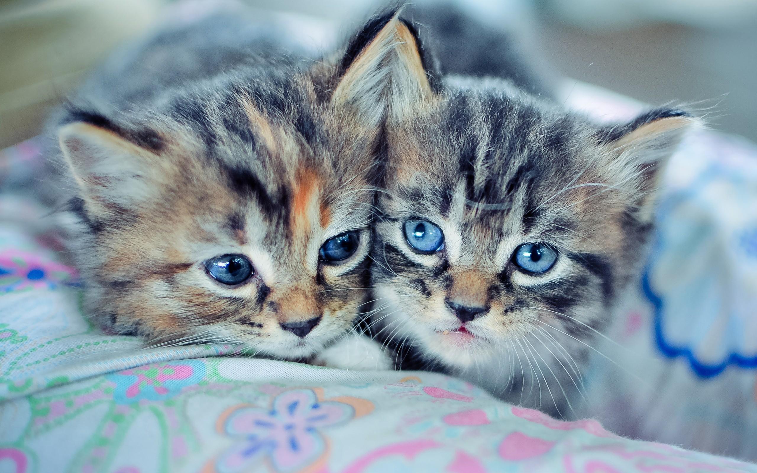 2560x1600 Animals animal world cats kittens wallpaper