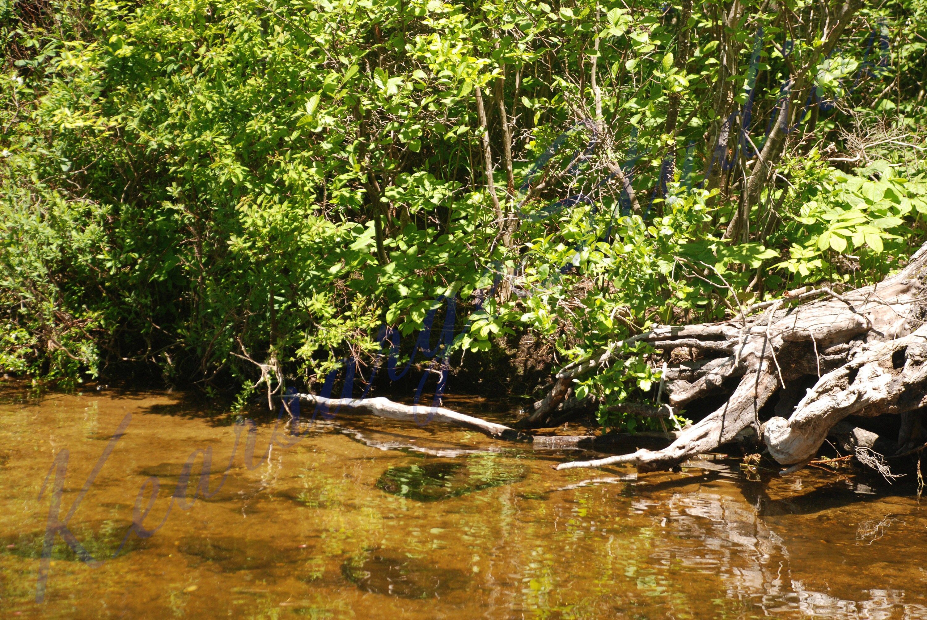 3000x2008 New Hampshire Water Forest 300dpi Digital Photo Download