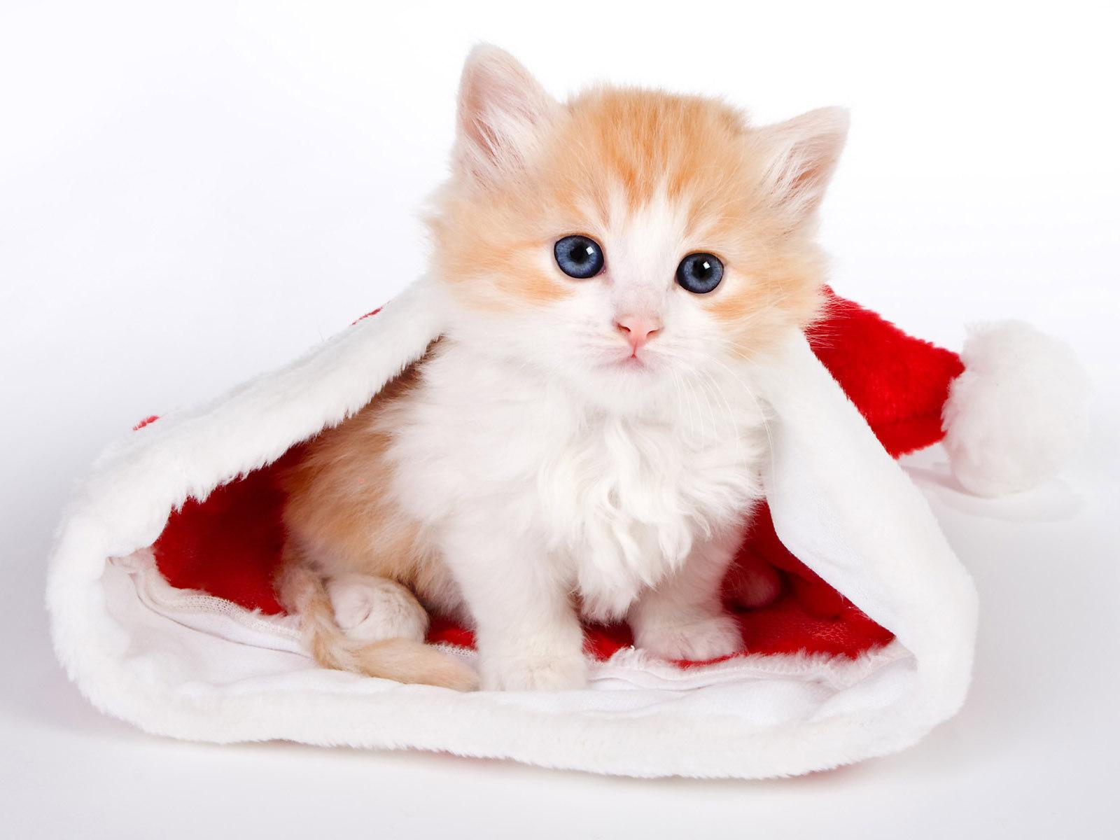 1600x1200 Kittens Wallpaper Christmas HD Wallpaper, Background Image