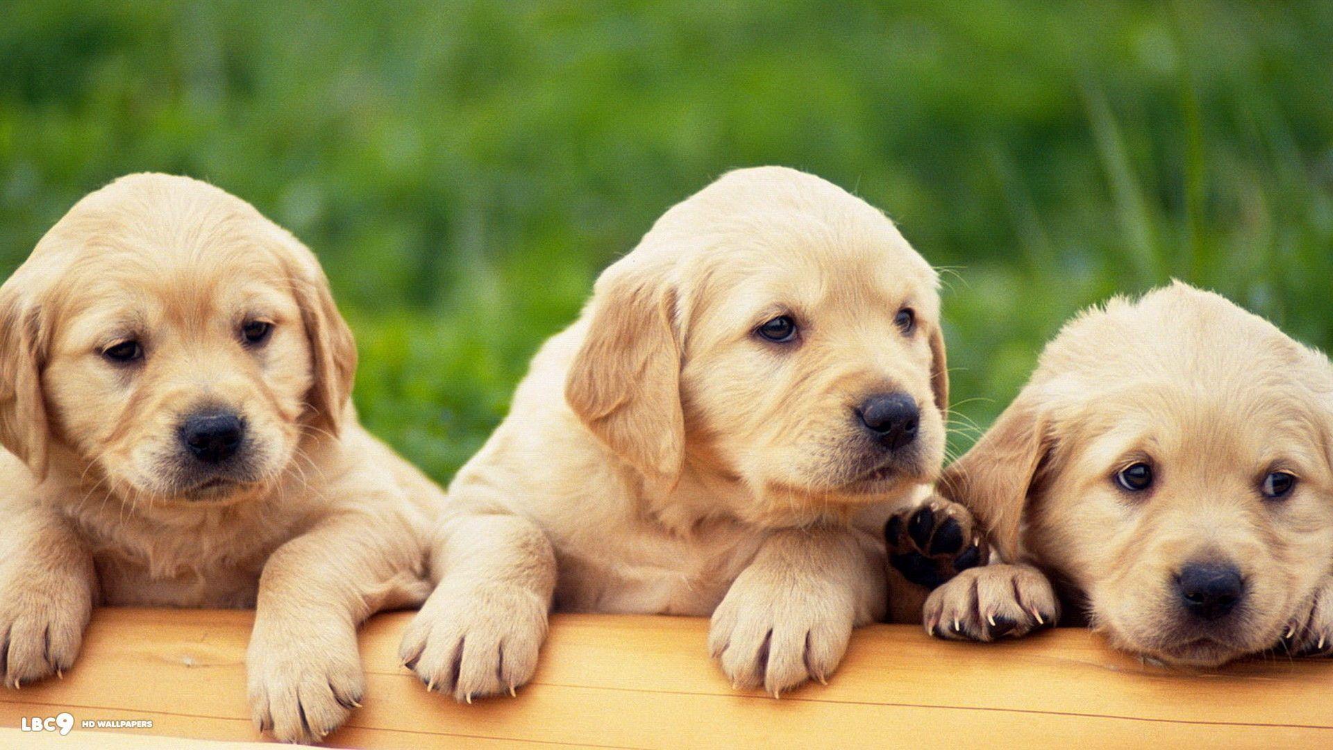 Labrador Puppy Wallpapers - Top Free Labrador Puppy Backgrounds -  WallpaperAccess