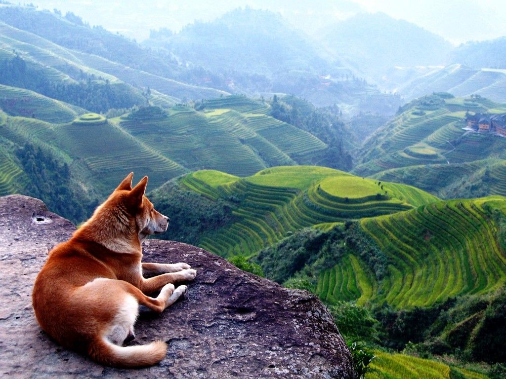 1024x768 Philippine Rice Terraces Wallpaper​-Quality Free Image and Transparent PNG Clipart