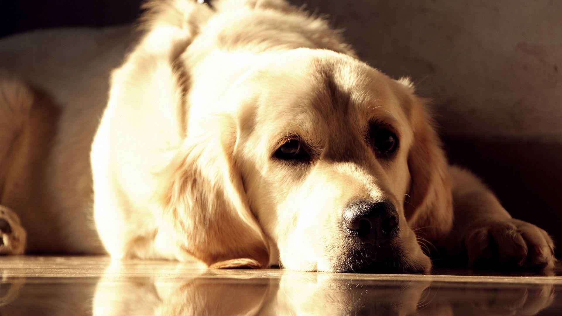 Labrador Wallpapers - Top Free Labrador Backgrounds - WallpaperAccess