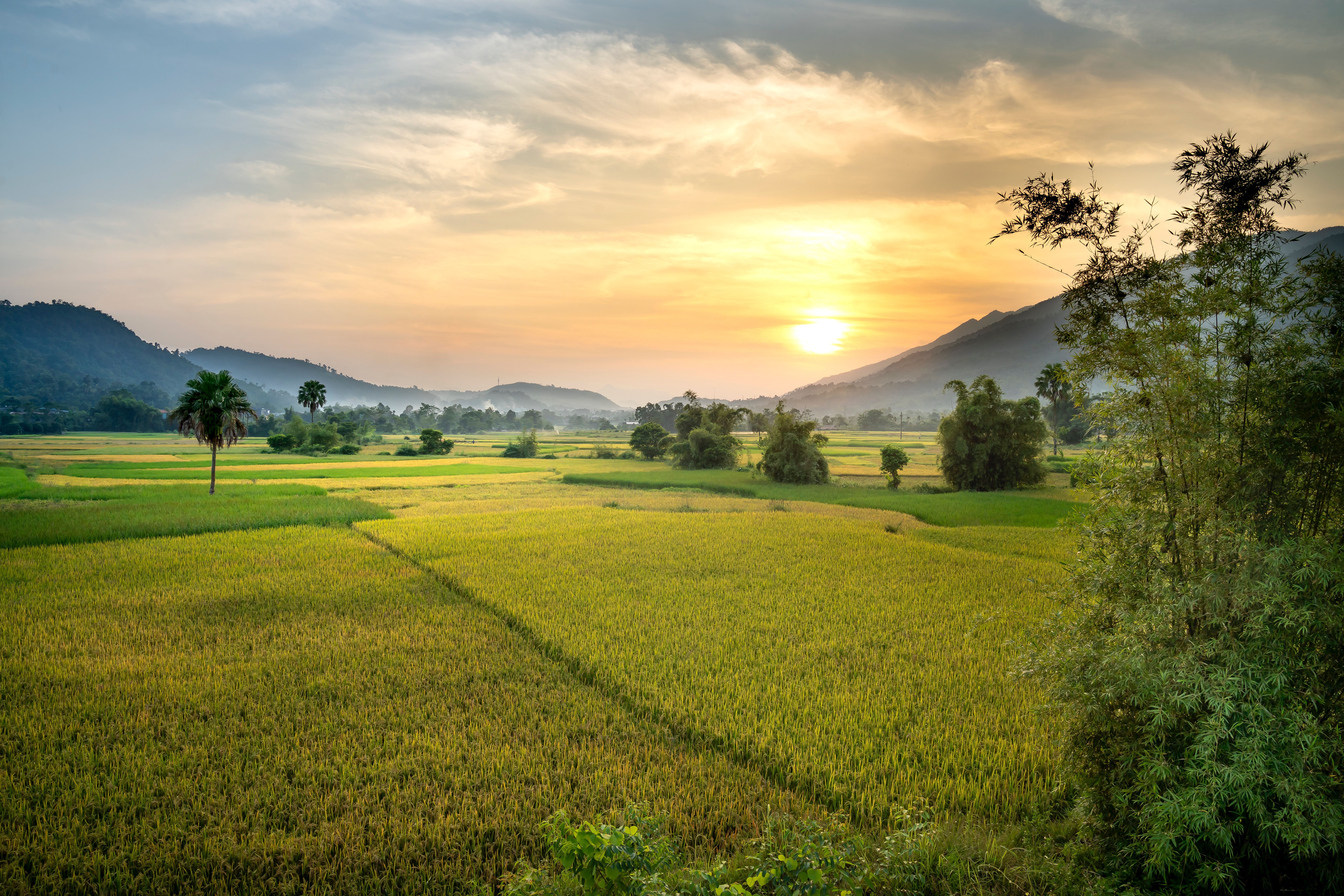 7952x5304 Green tea plantation on verdant hilly valley · Free