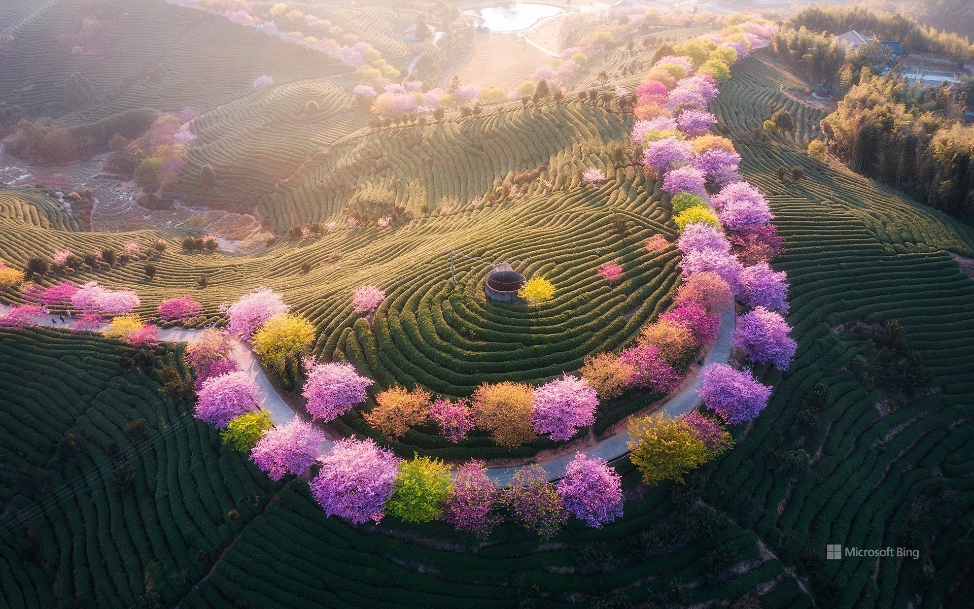 1920x1200 Yongfu Cherry Garden, Longyan City, Fujian Province, China