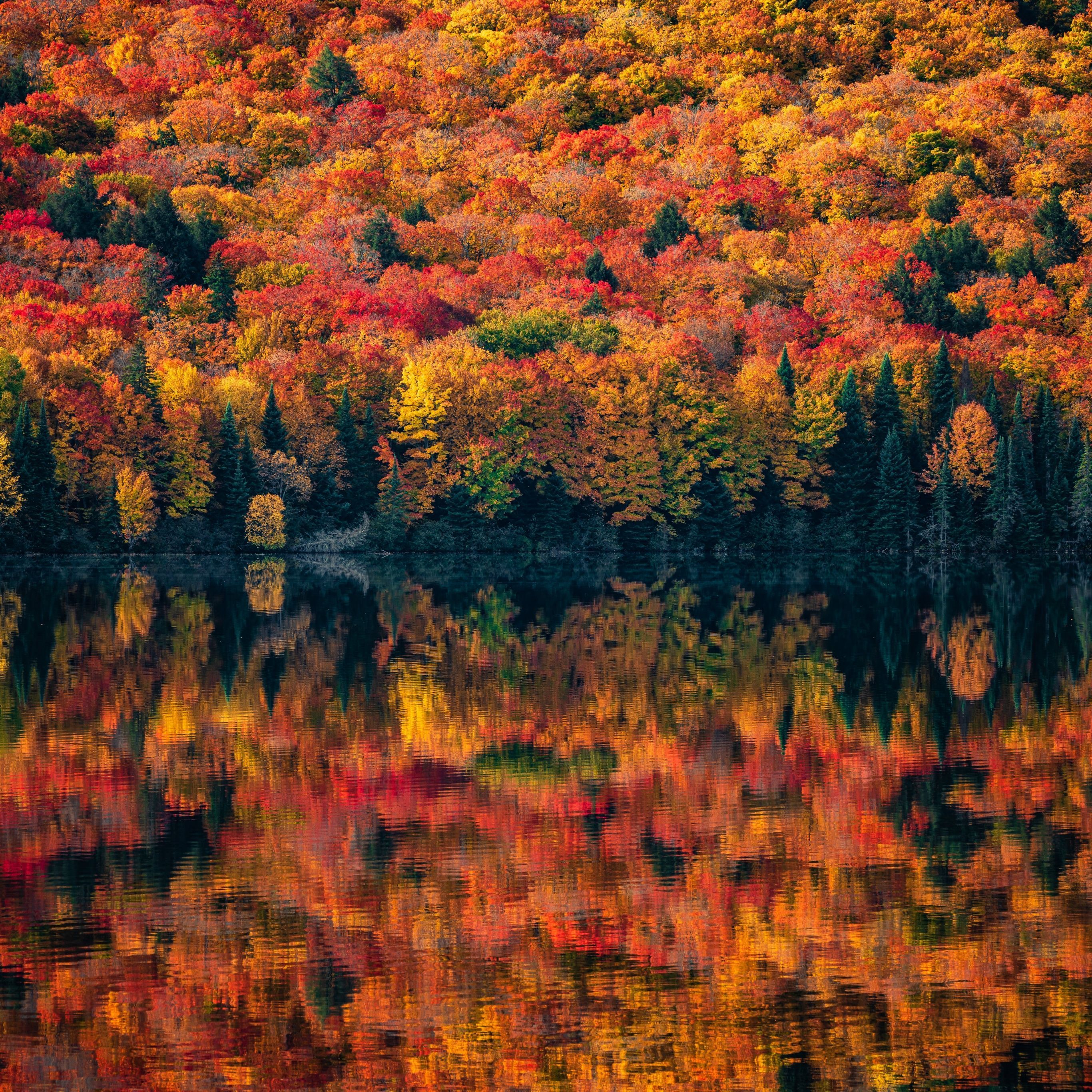 2732x2732 Algonquin Provincial Park Wallpaper 4K, Ontario, Canada, Autumn