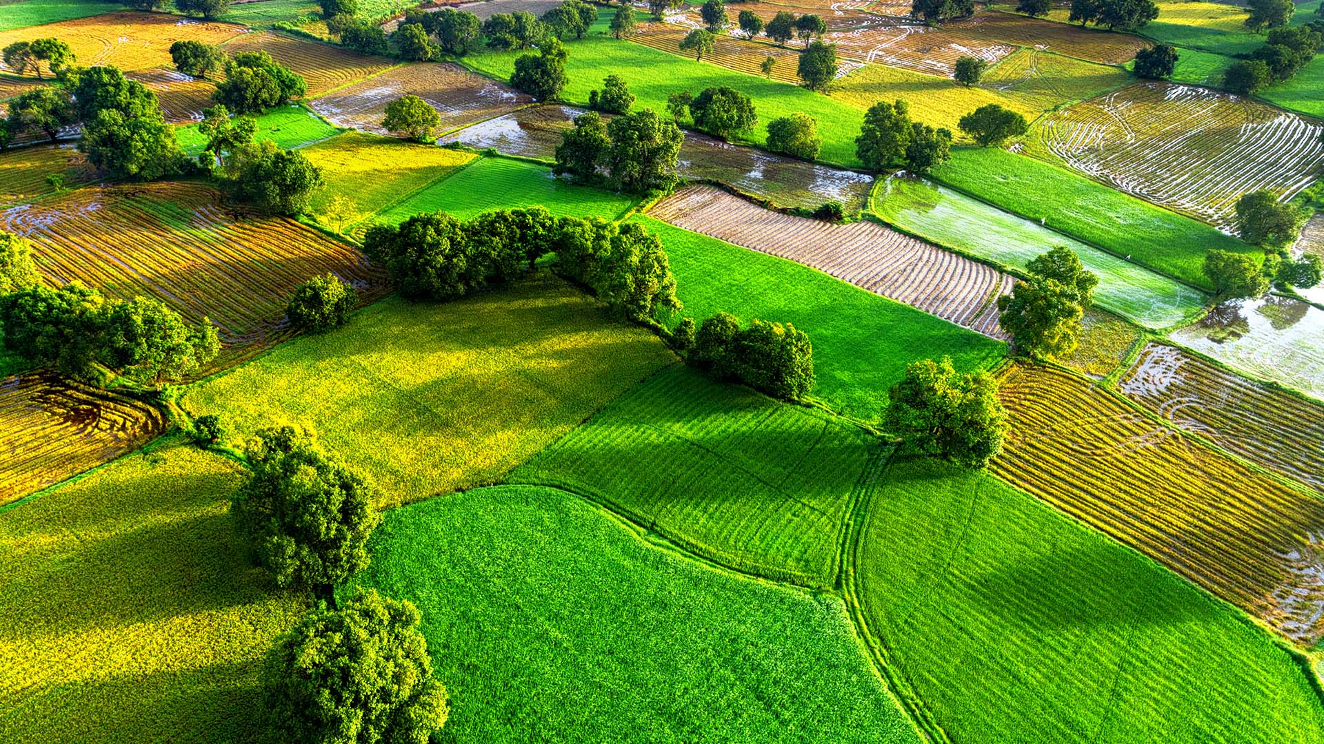 1920x1080 Aerial view of rice fields in Mekong Delta, Tri Ton town, An Giang province, Vietnam. Windows Spotlight Image